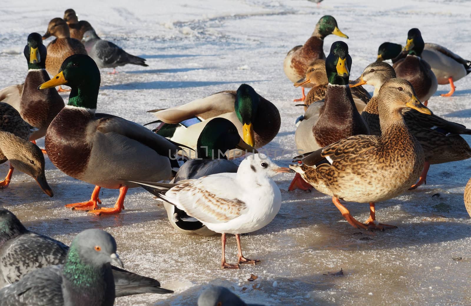 Birds on the lake in winter