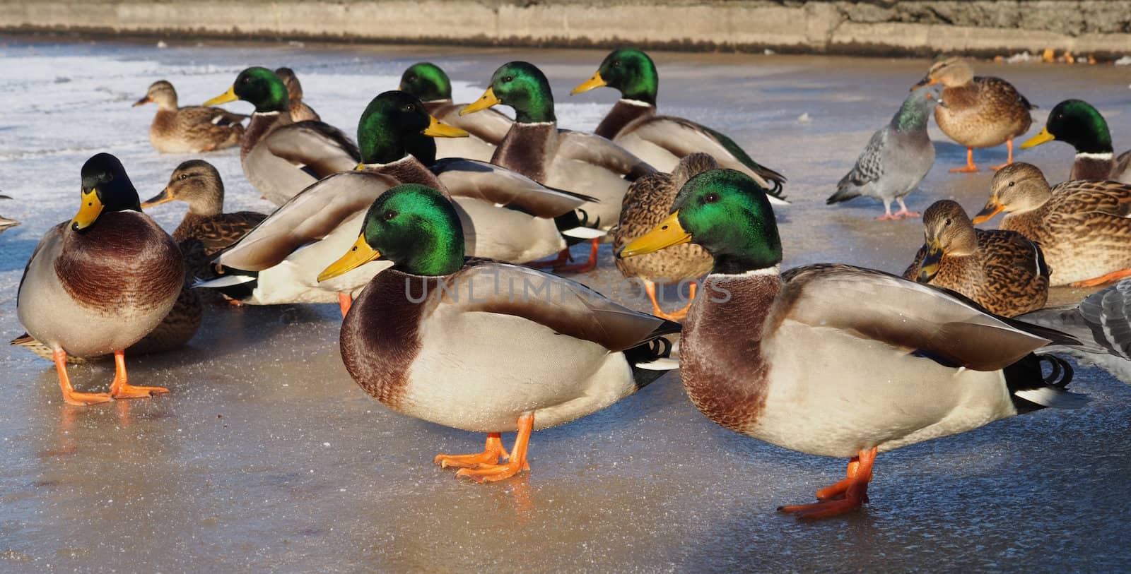 Ducks on the lake in winter