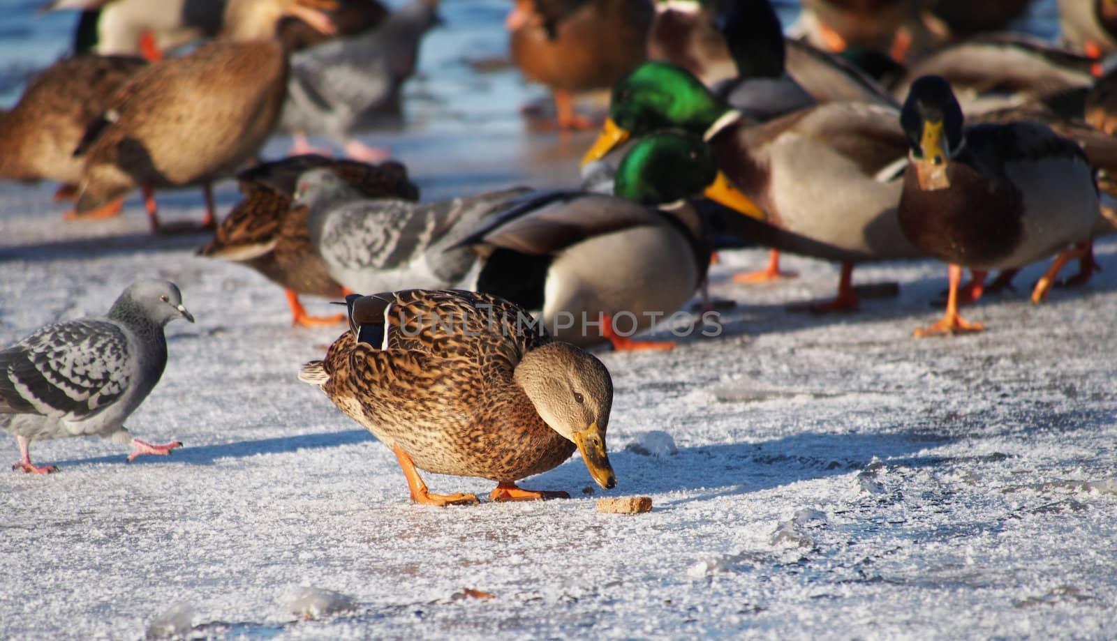 Birds on the lake in winter