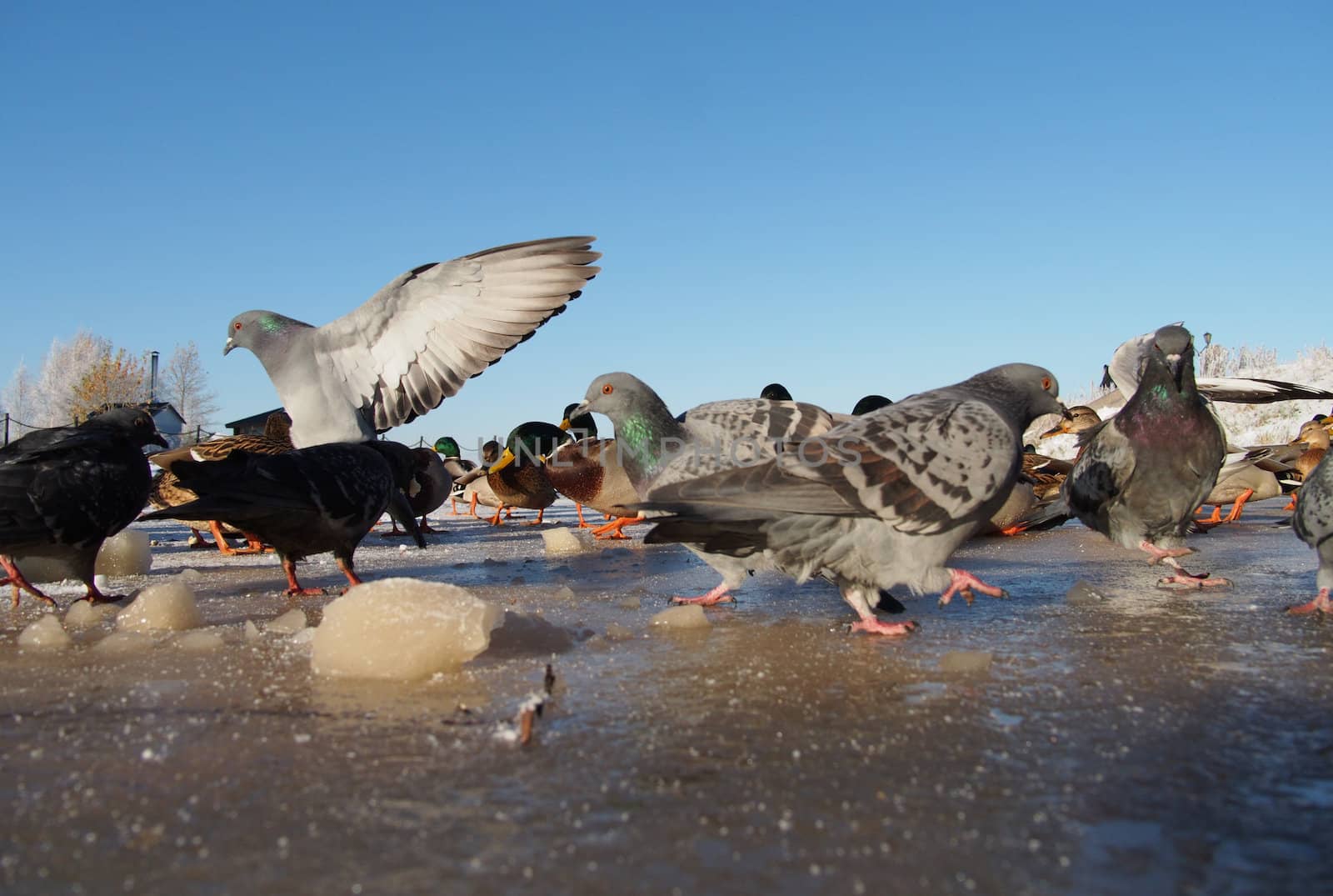 Birds on the lake in winter 
