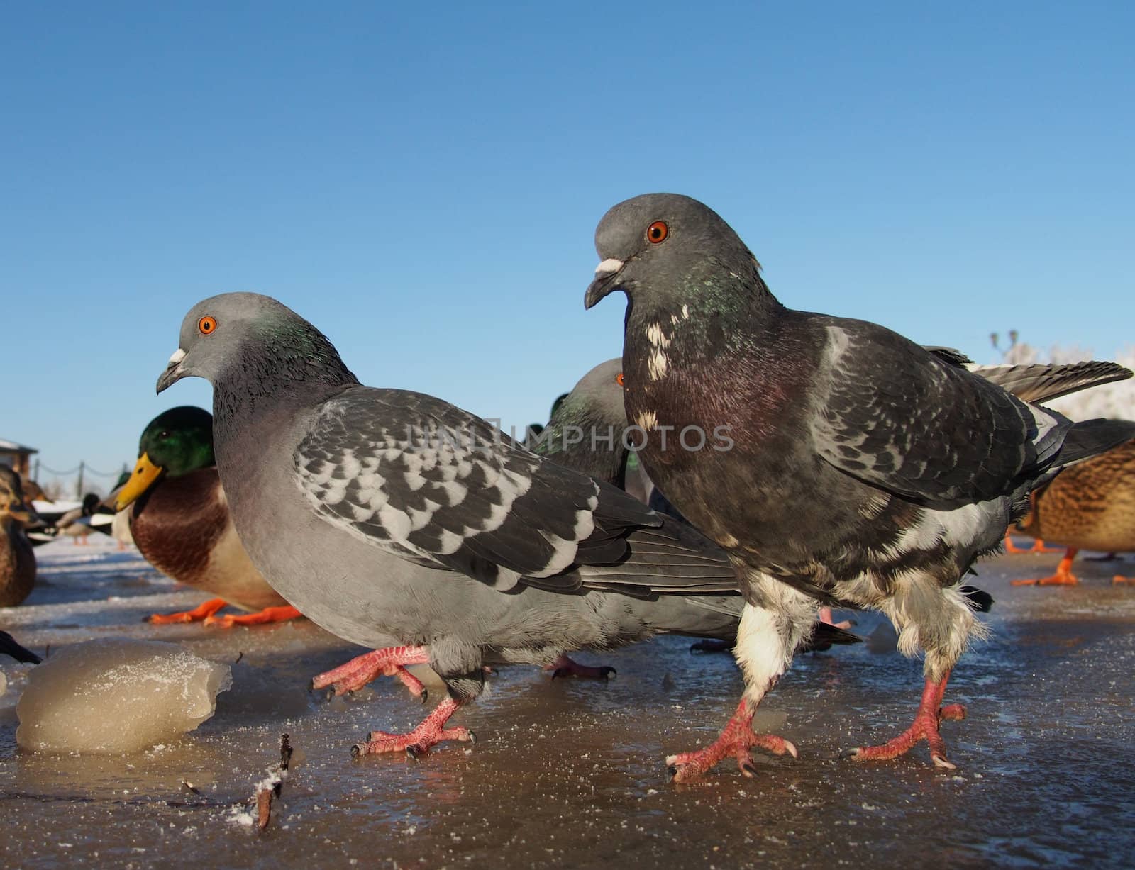Birds on the lake in winter