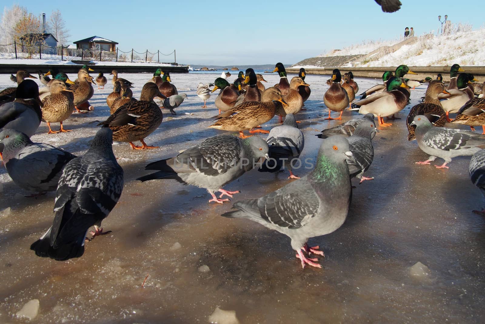 Birds on the lake in winter 
