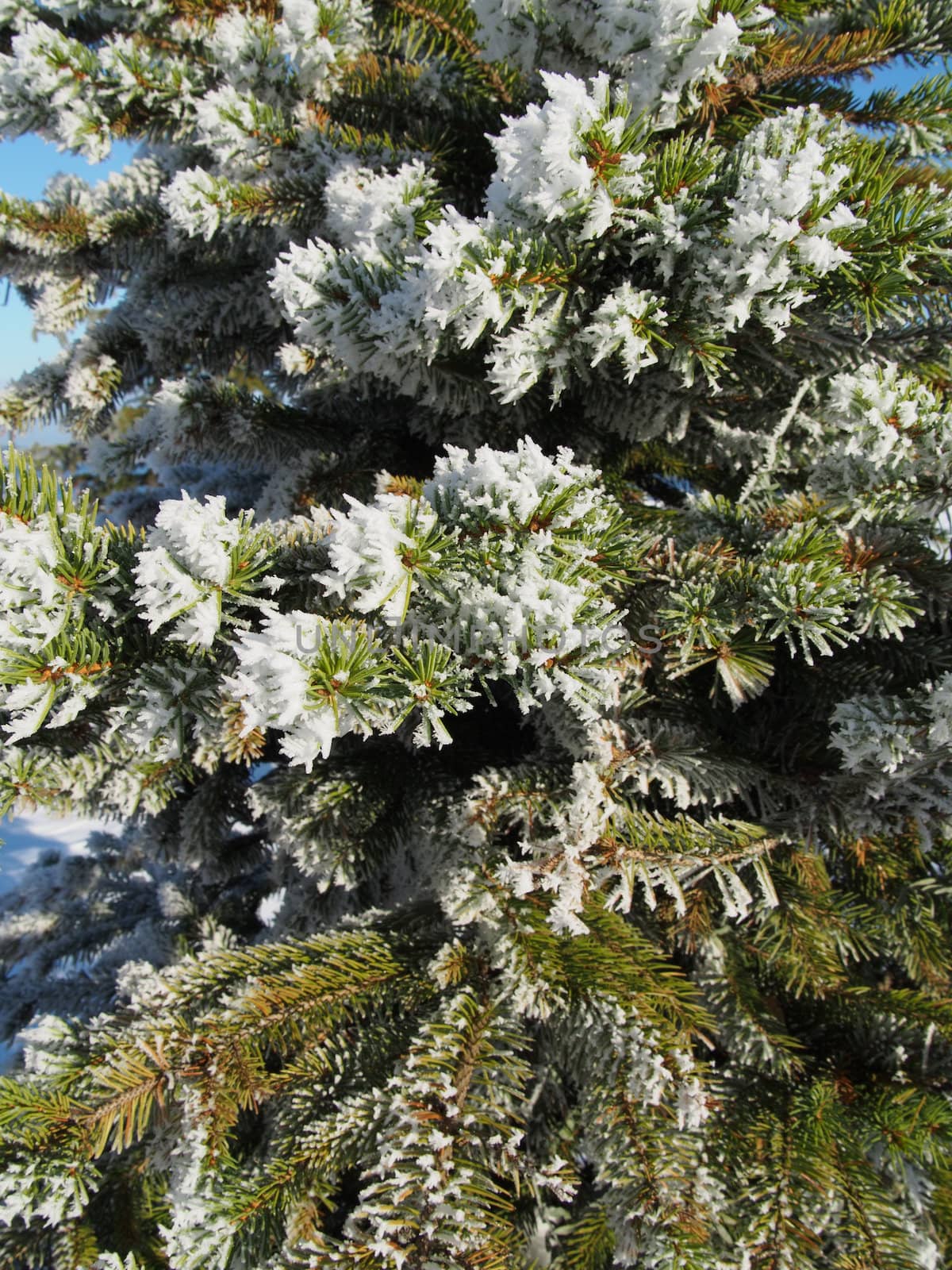 sprigs of spruce in the snow