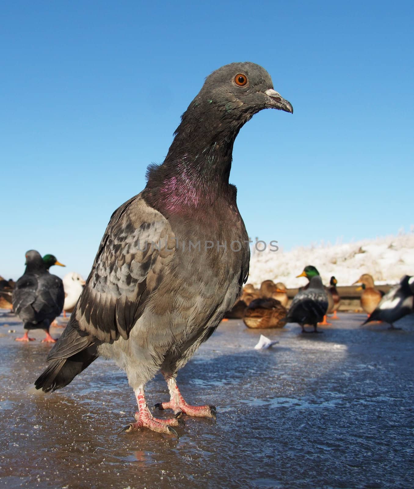 pigeons in winter on the lake