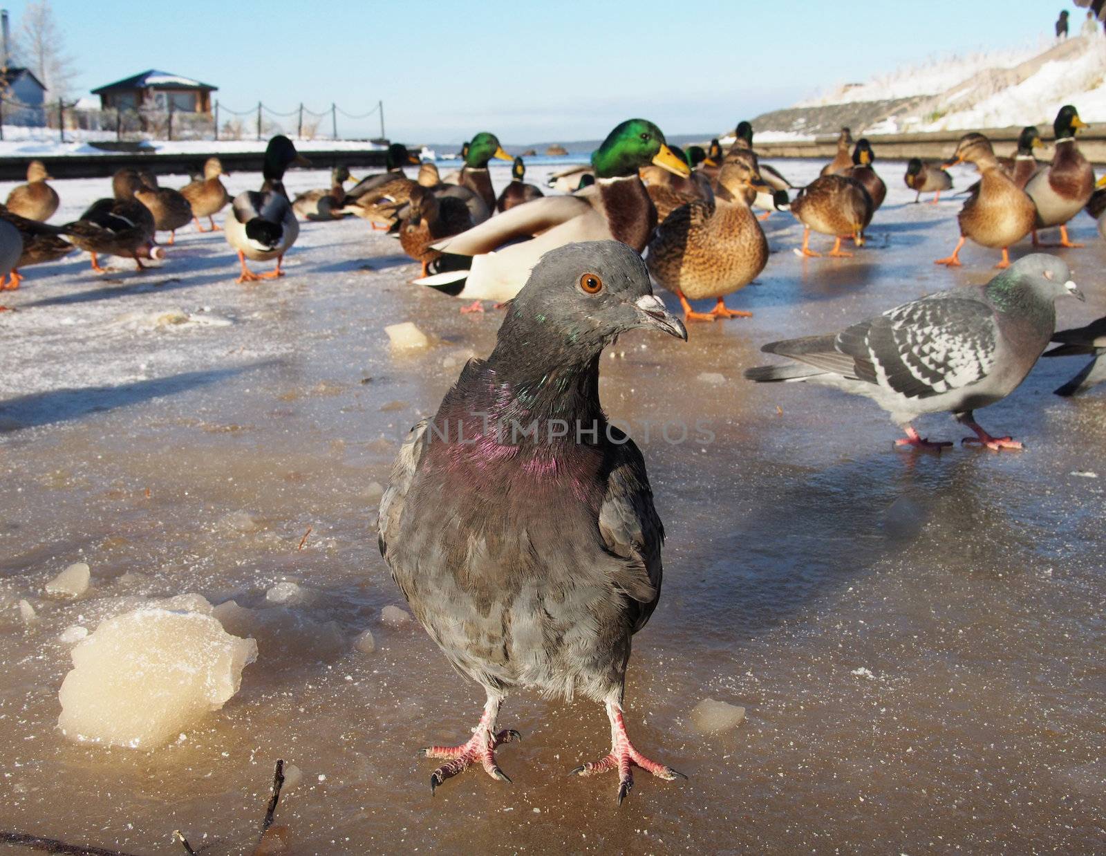 pigeons in winter on the lake