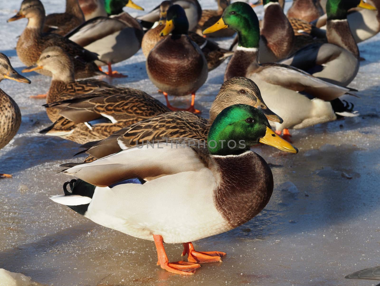 Ducks on the lake in winter