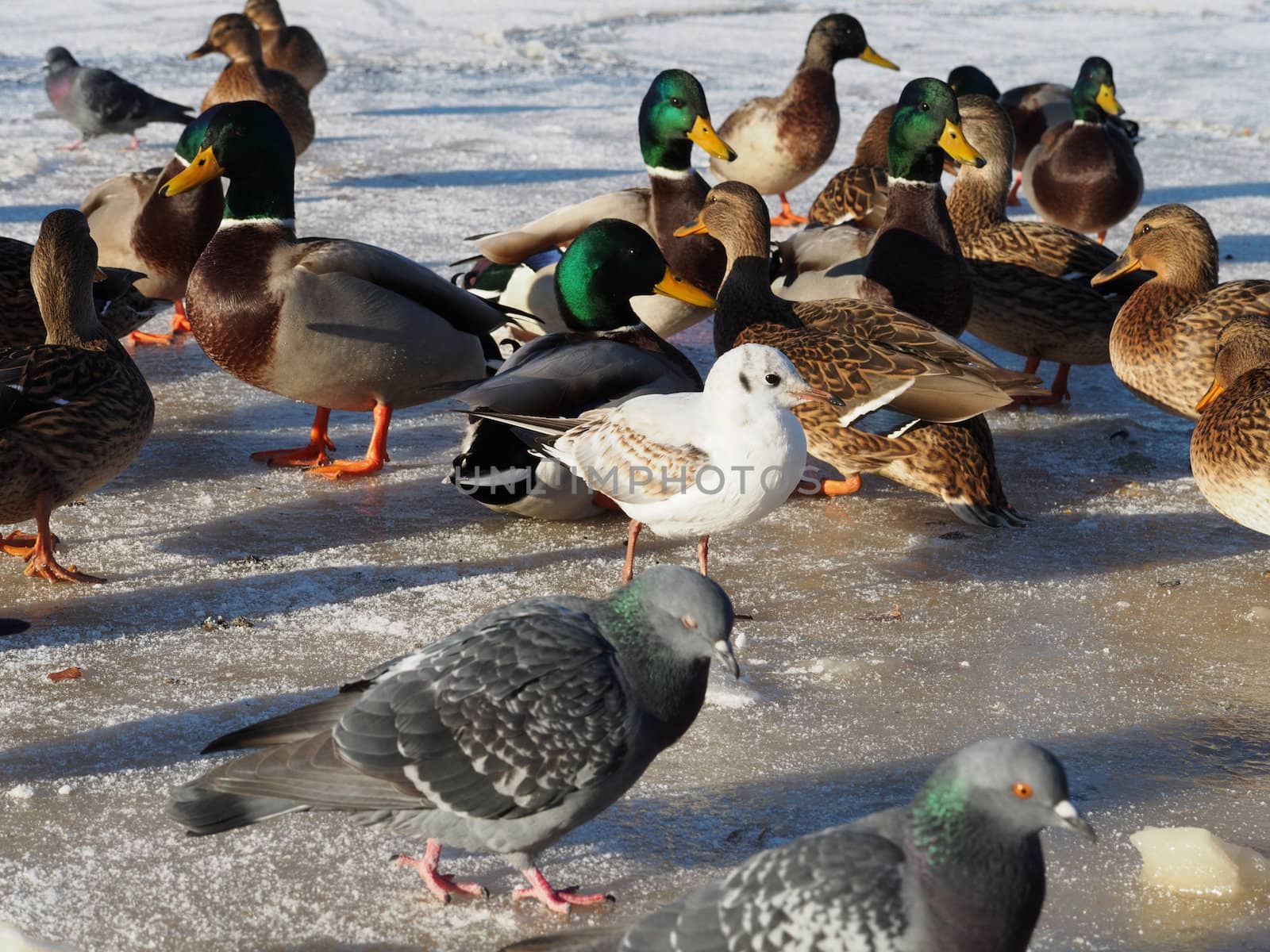 Ducks on the lake in winter