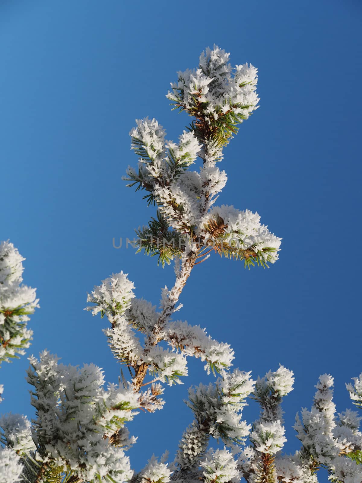 spruce twig in the snow