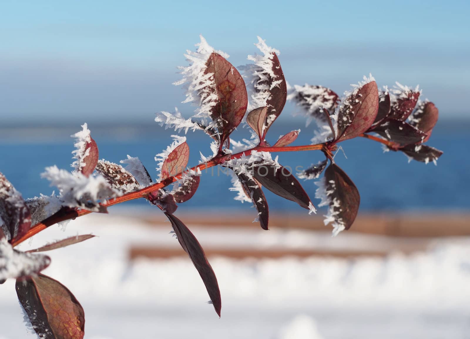 Barberry twig in snow