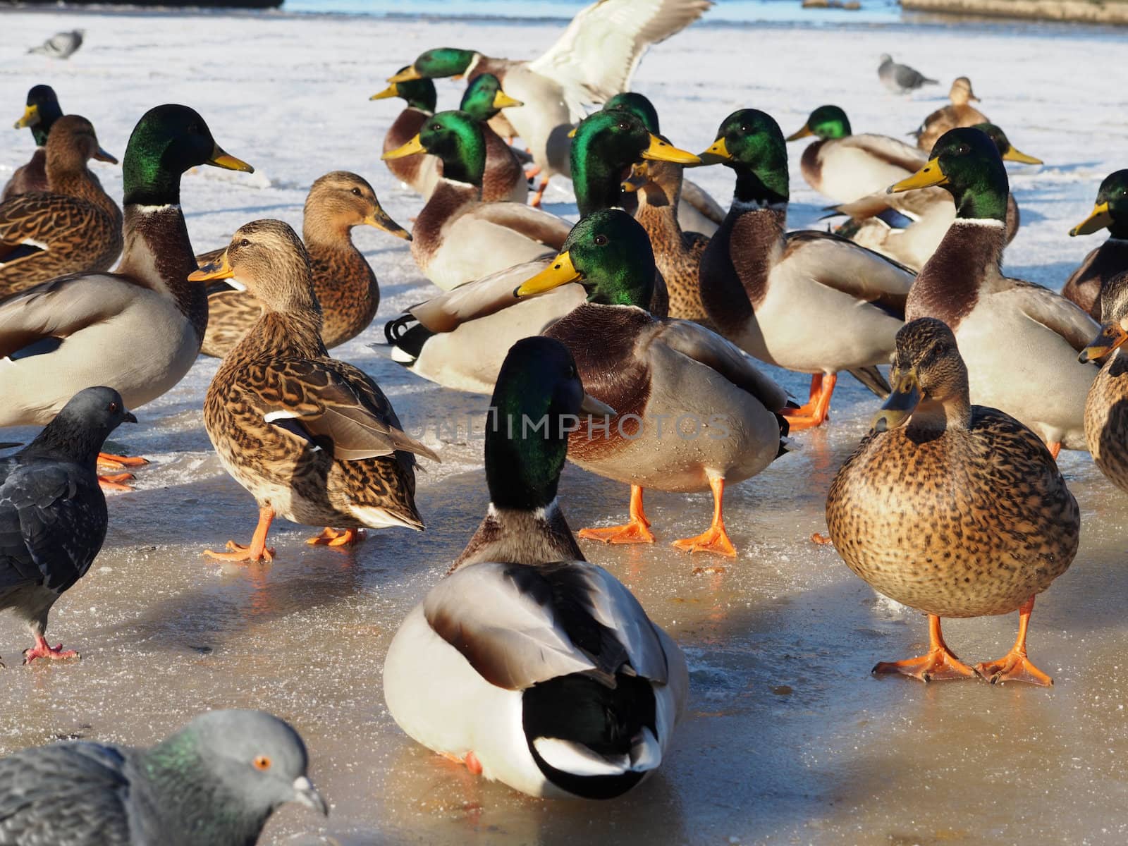 Ducks on the lake in winter
