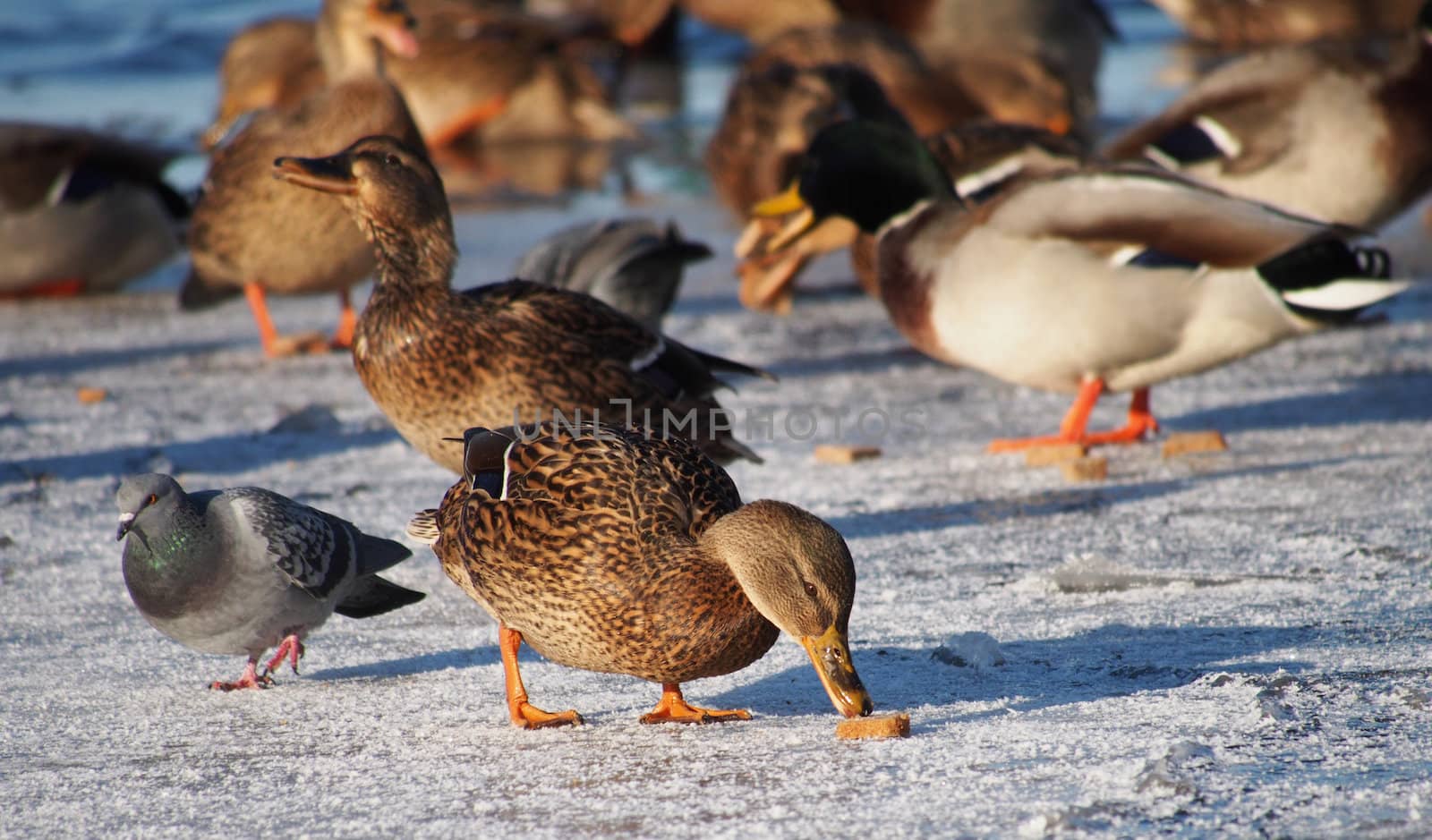 Ducks on the lake in winter