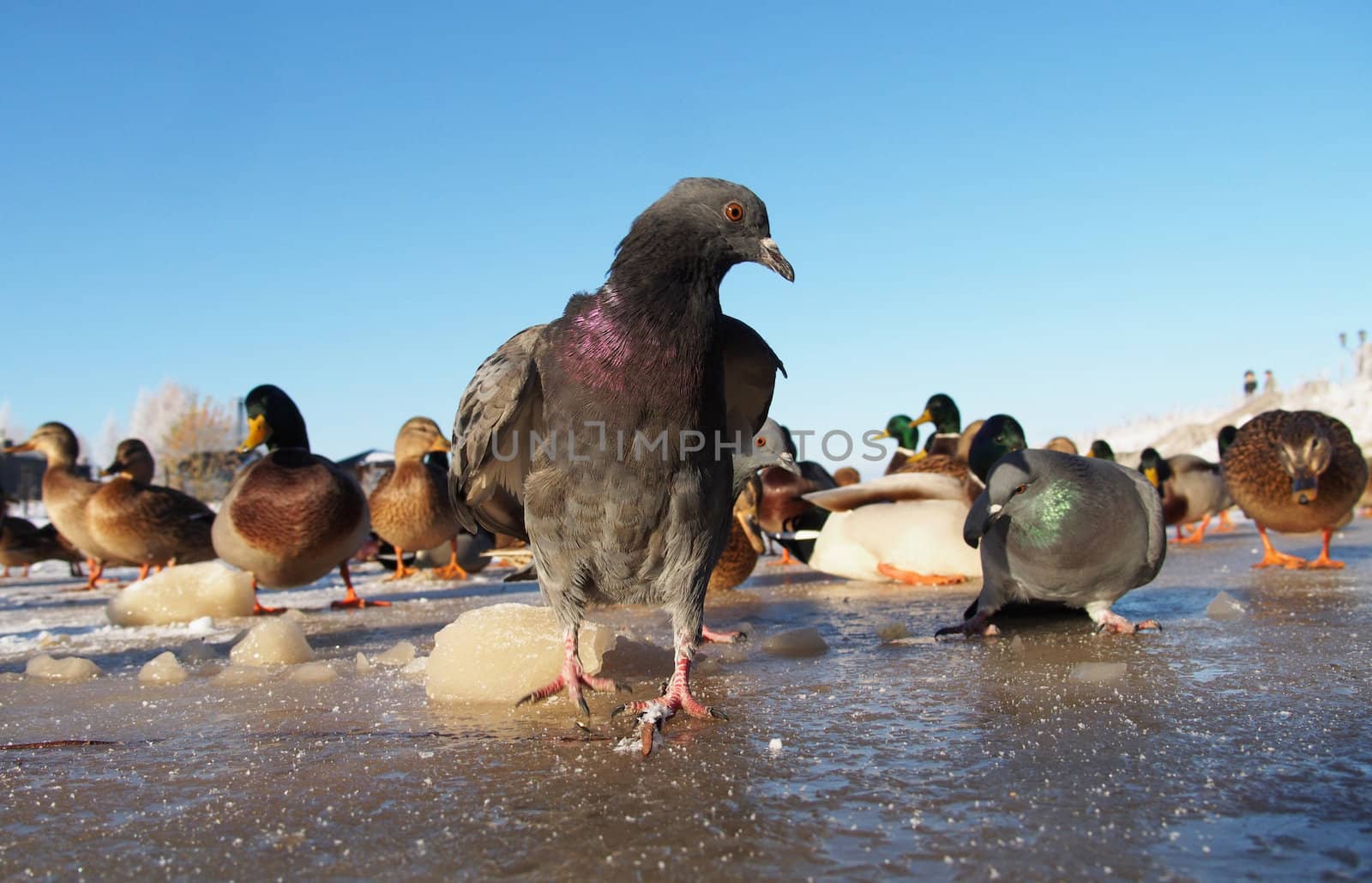 pigeons in winter on the lake