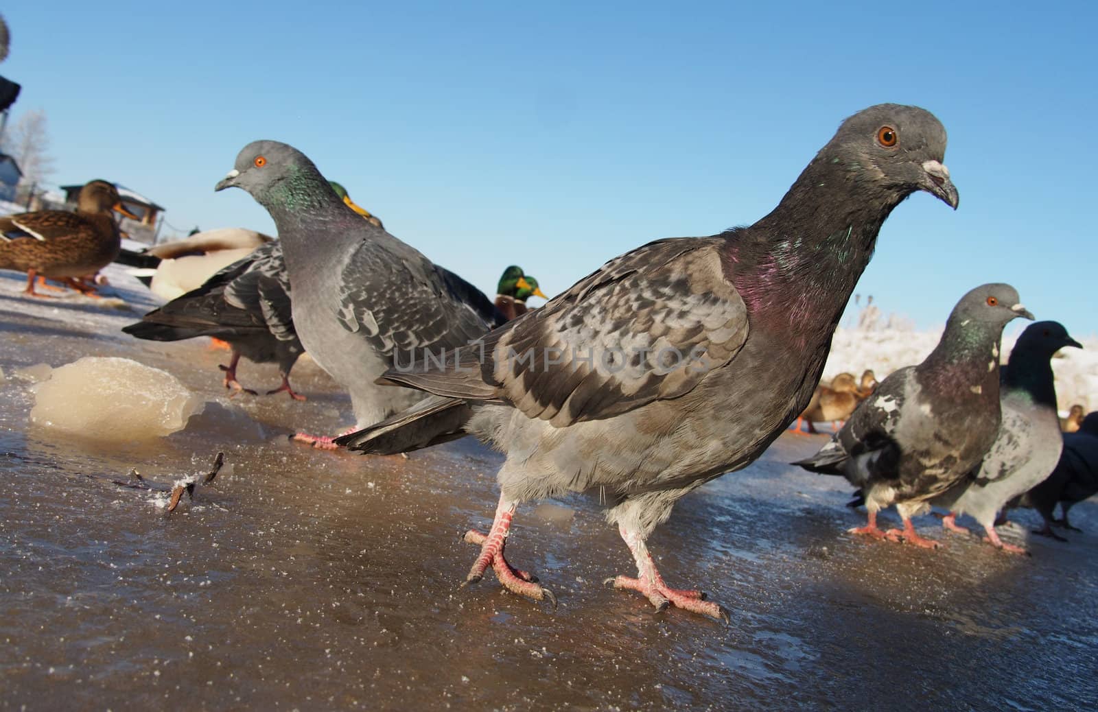 Birds on the lake in winter 