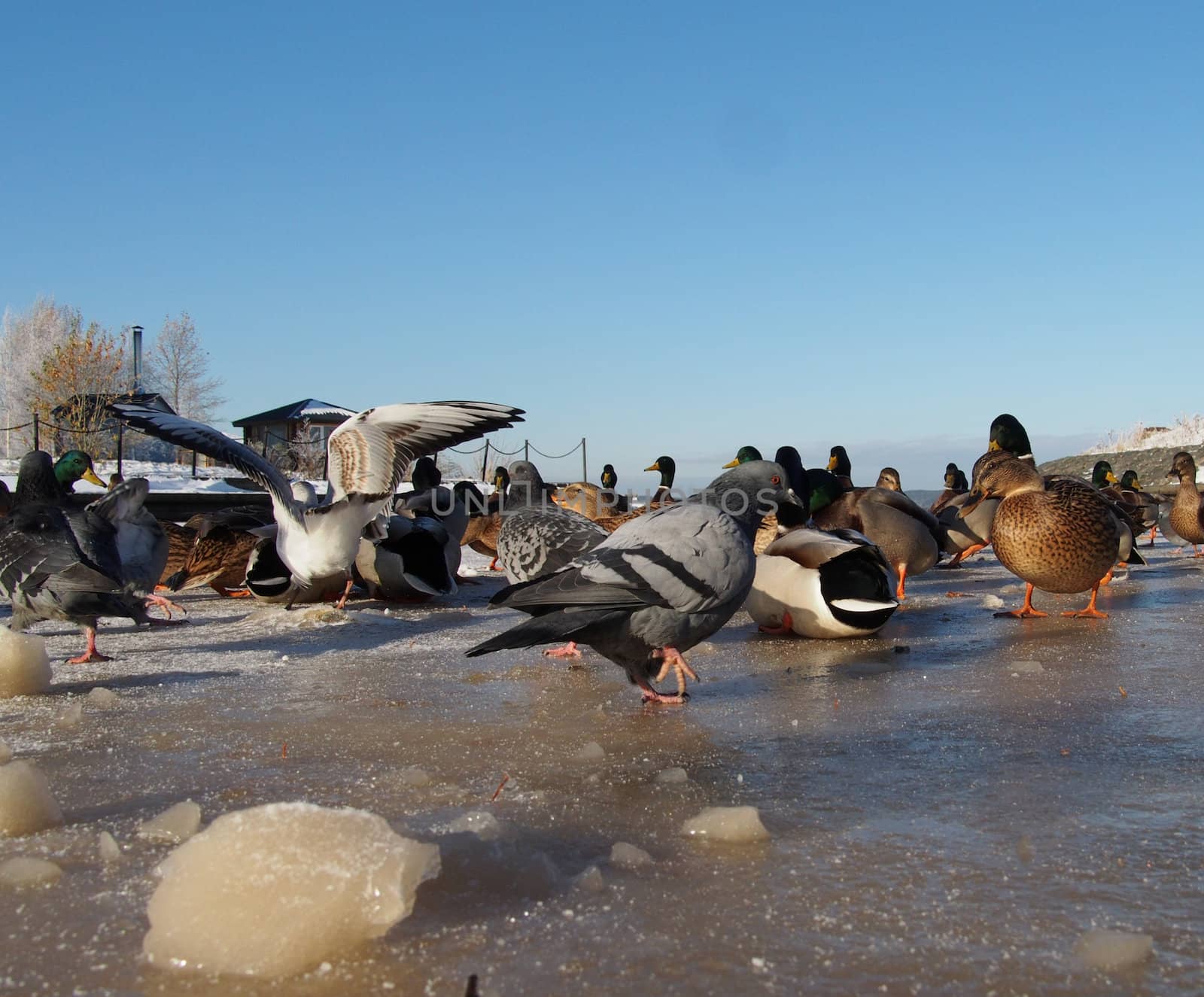 Birds on the lake in winter 