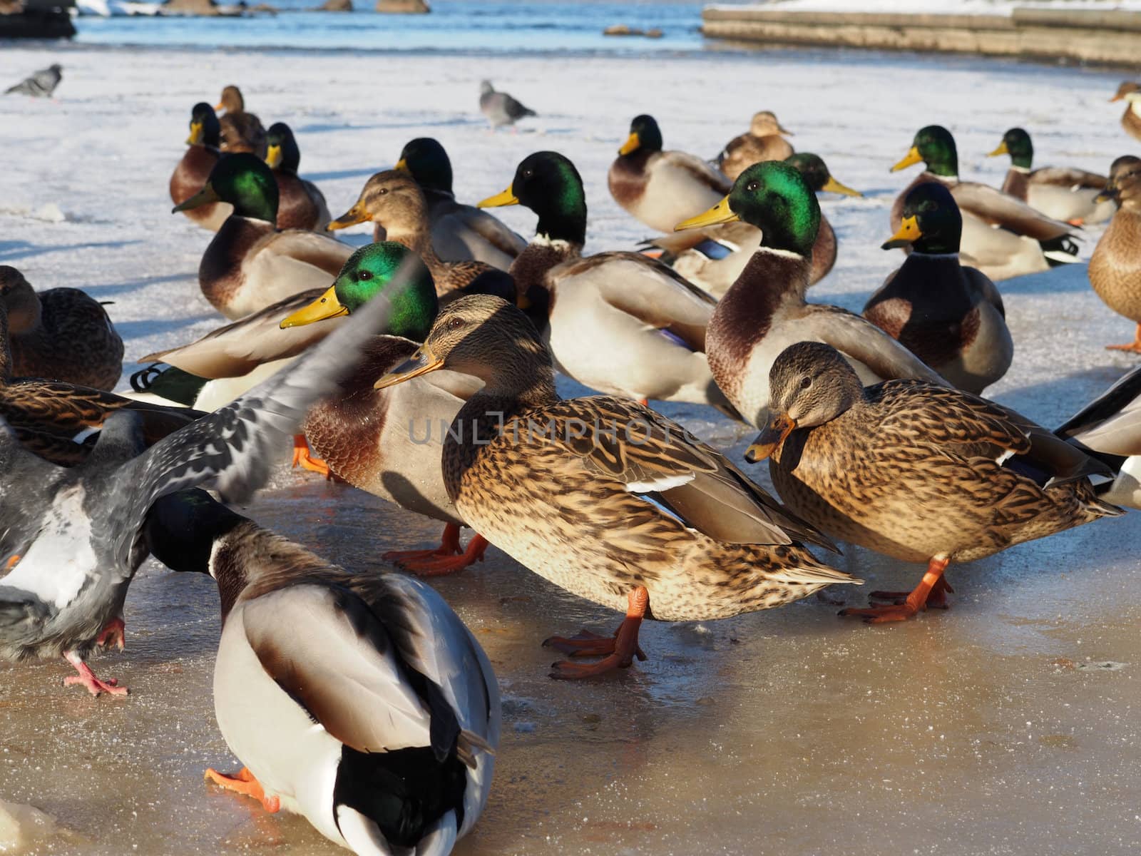 Birds on the lake in winter 