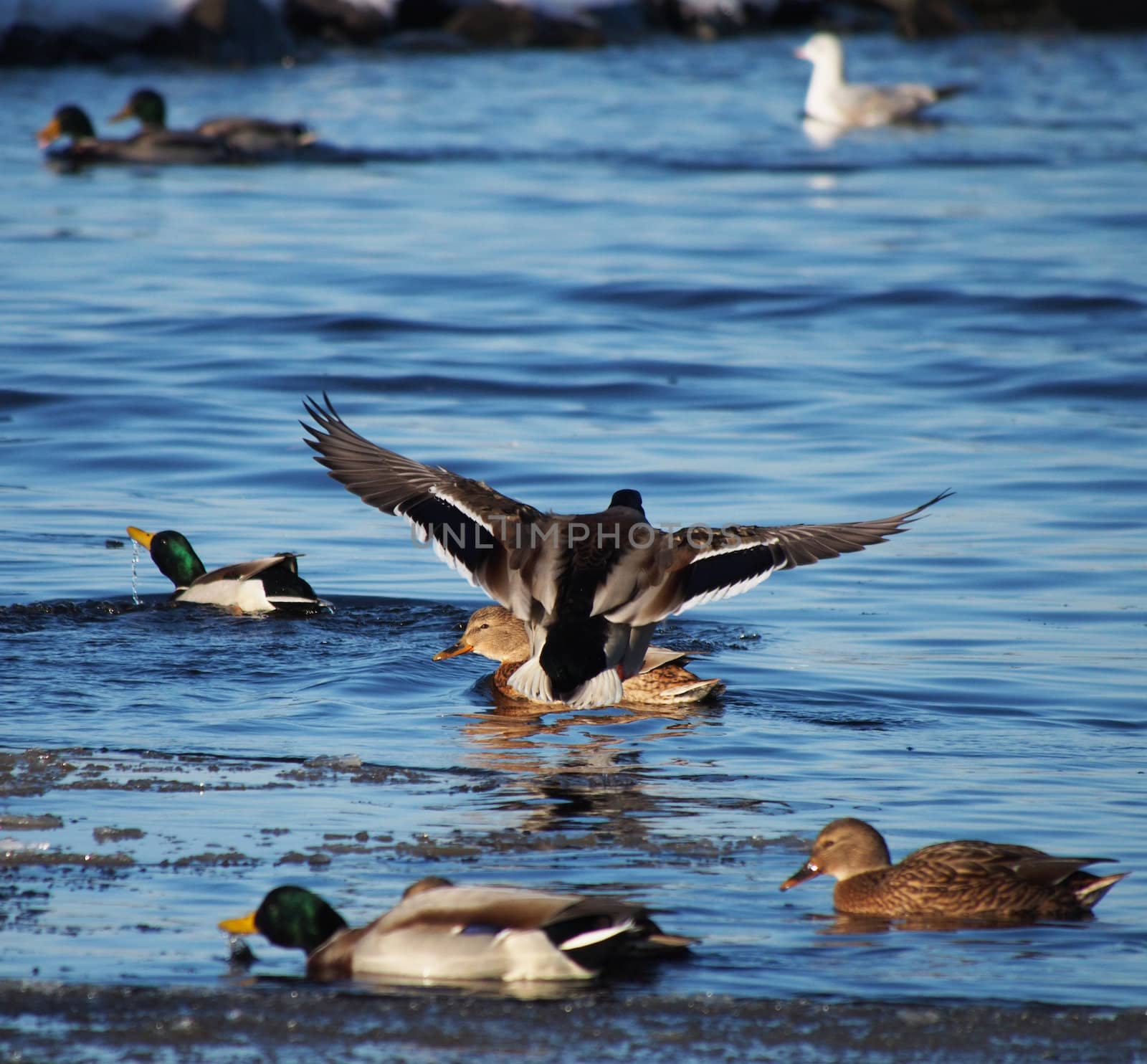 Ducks on the lake in winter