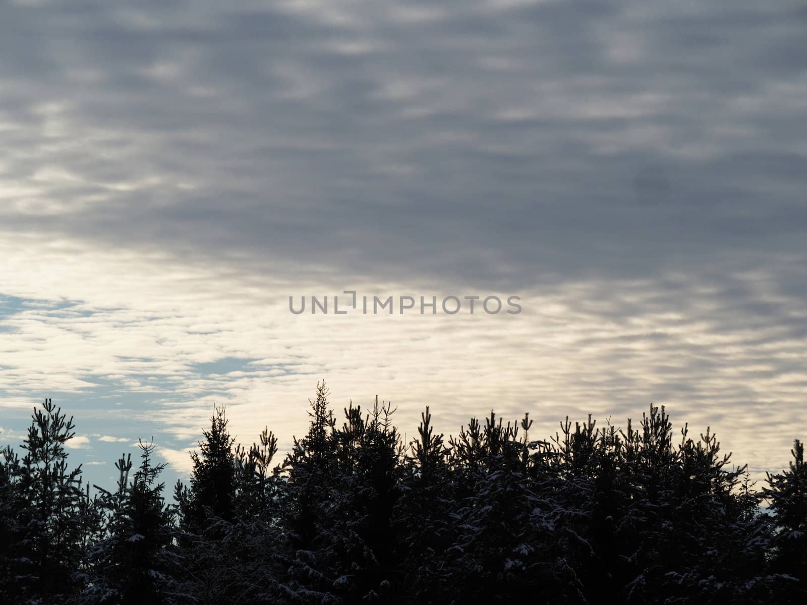 sky and tree tops