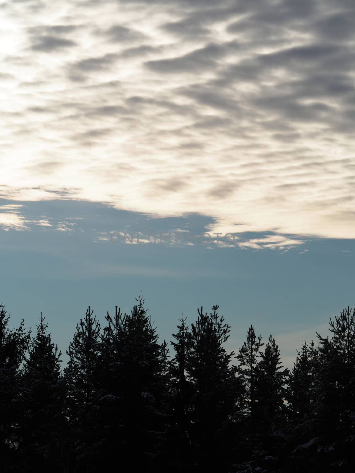 sky and tree tops