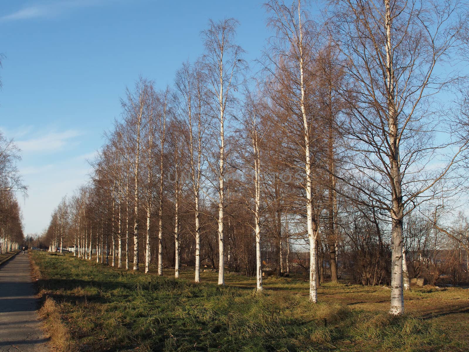 Birch Alley