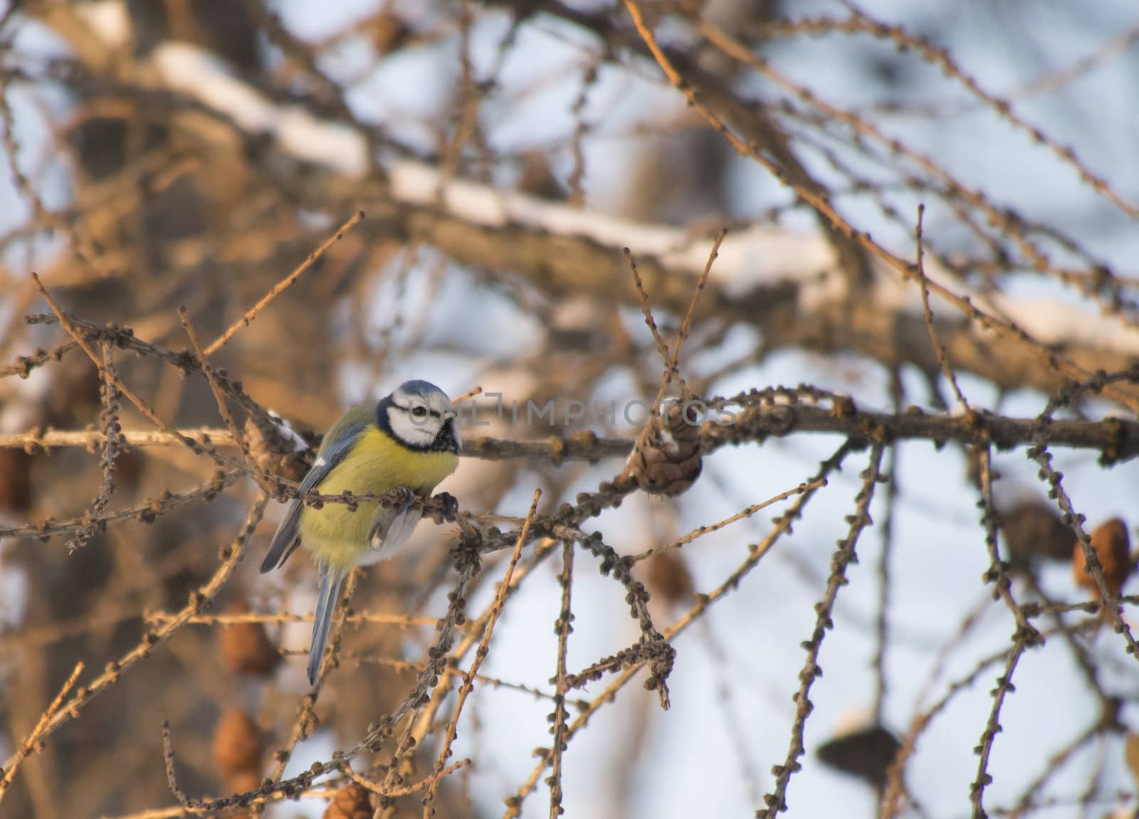 blue tit by Enskanto