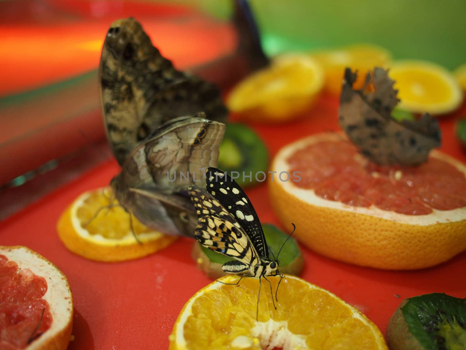 Tropical butterfly