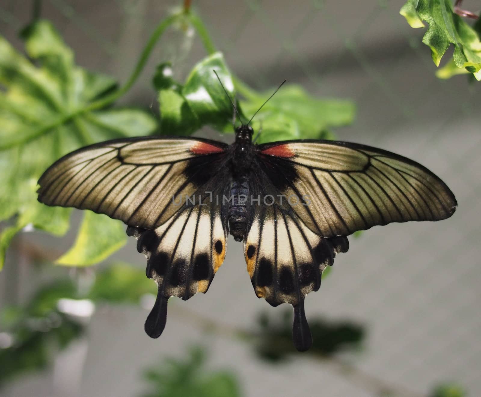 Tropical butterfly
