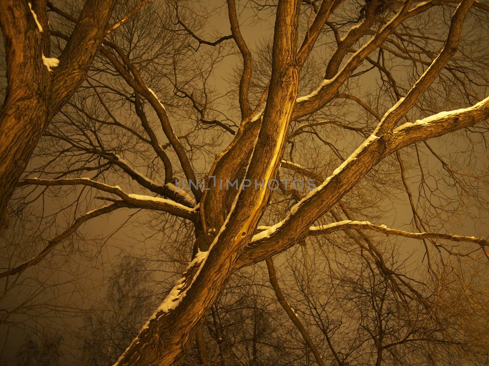 trunk of the tree