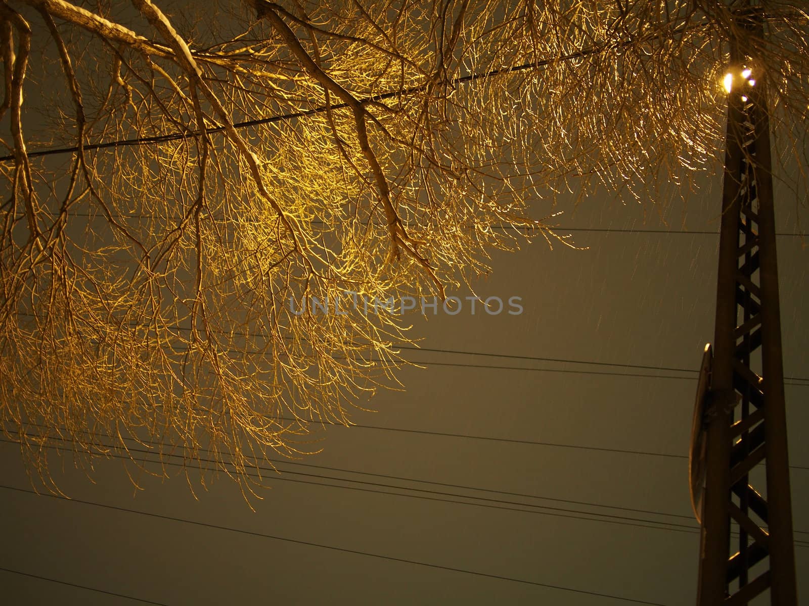 trunk of the tree and lantern