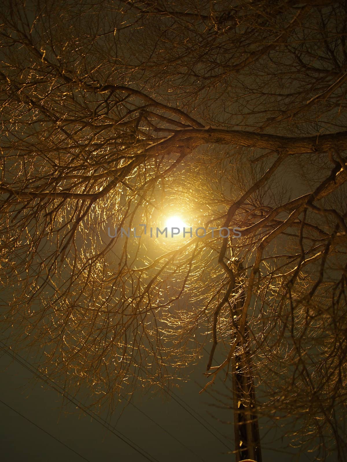 trunk of the tree and lantern