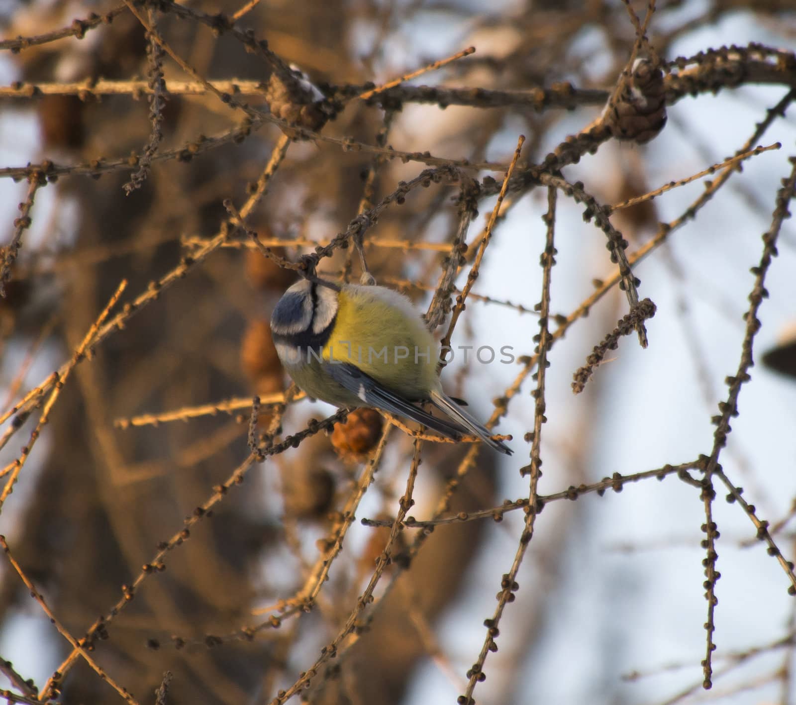 blue tit by Enskanto