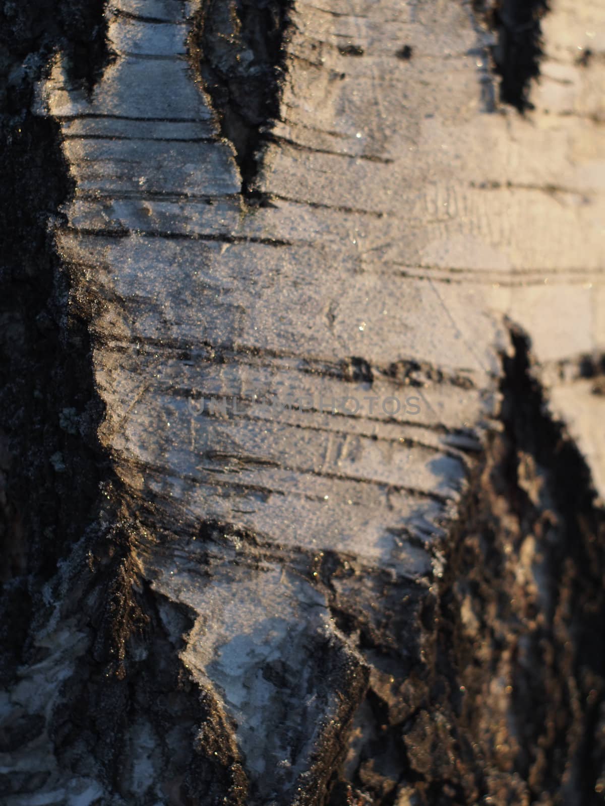 birch bark