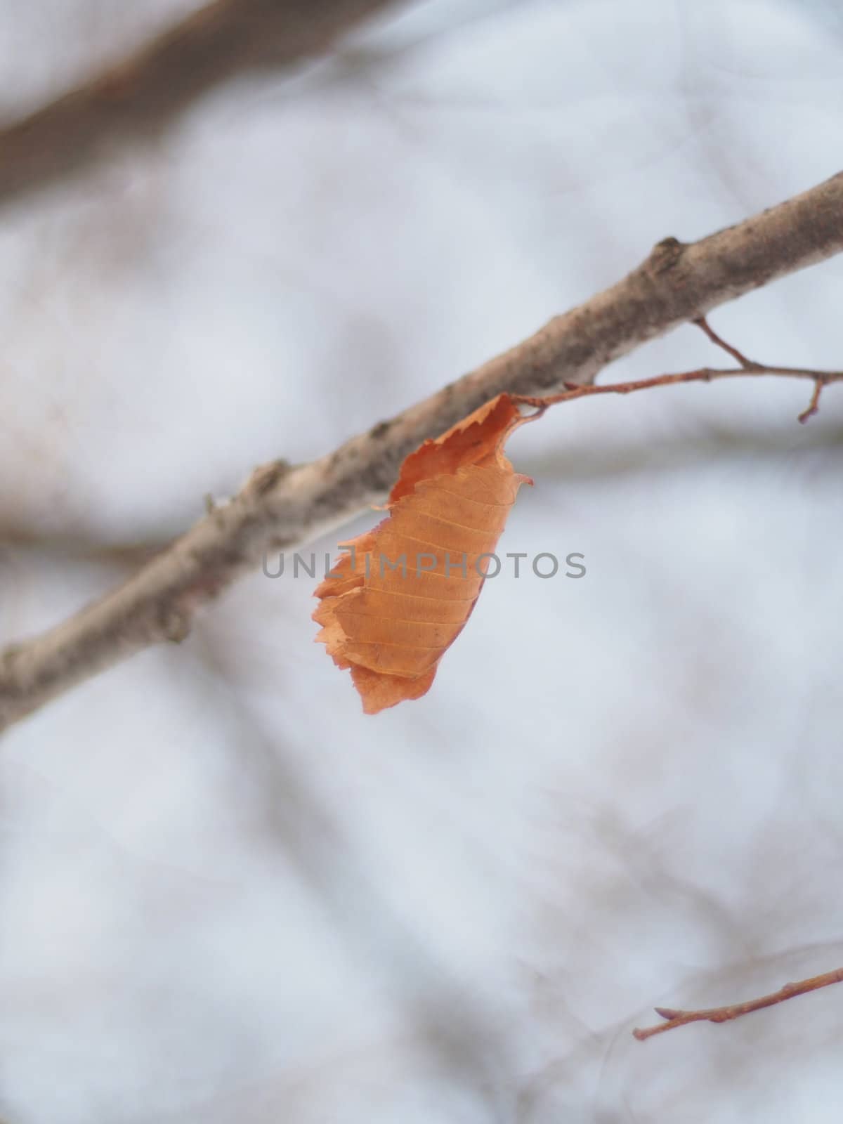 dry leaves on a tree in winter