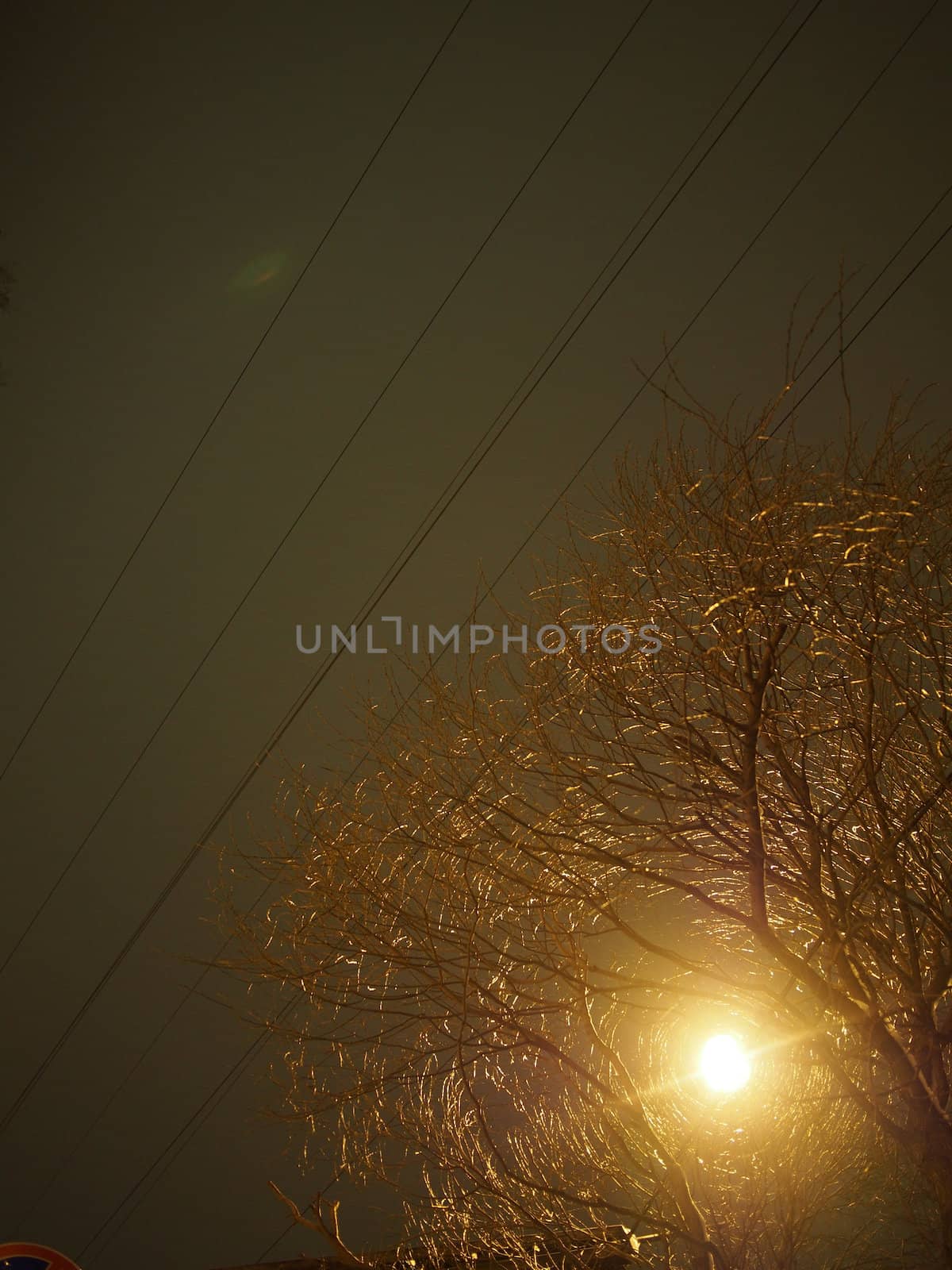 trunk of the tree and lantern