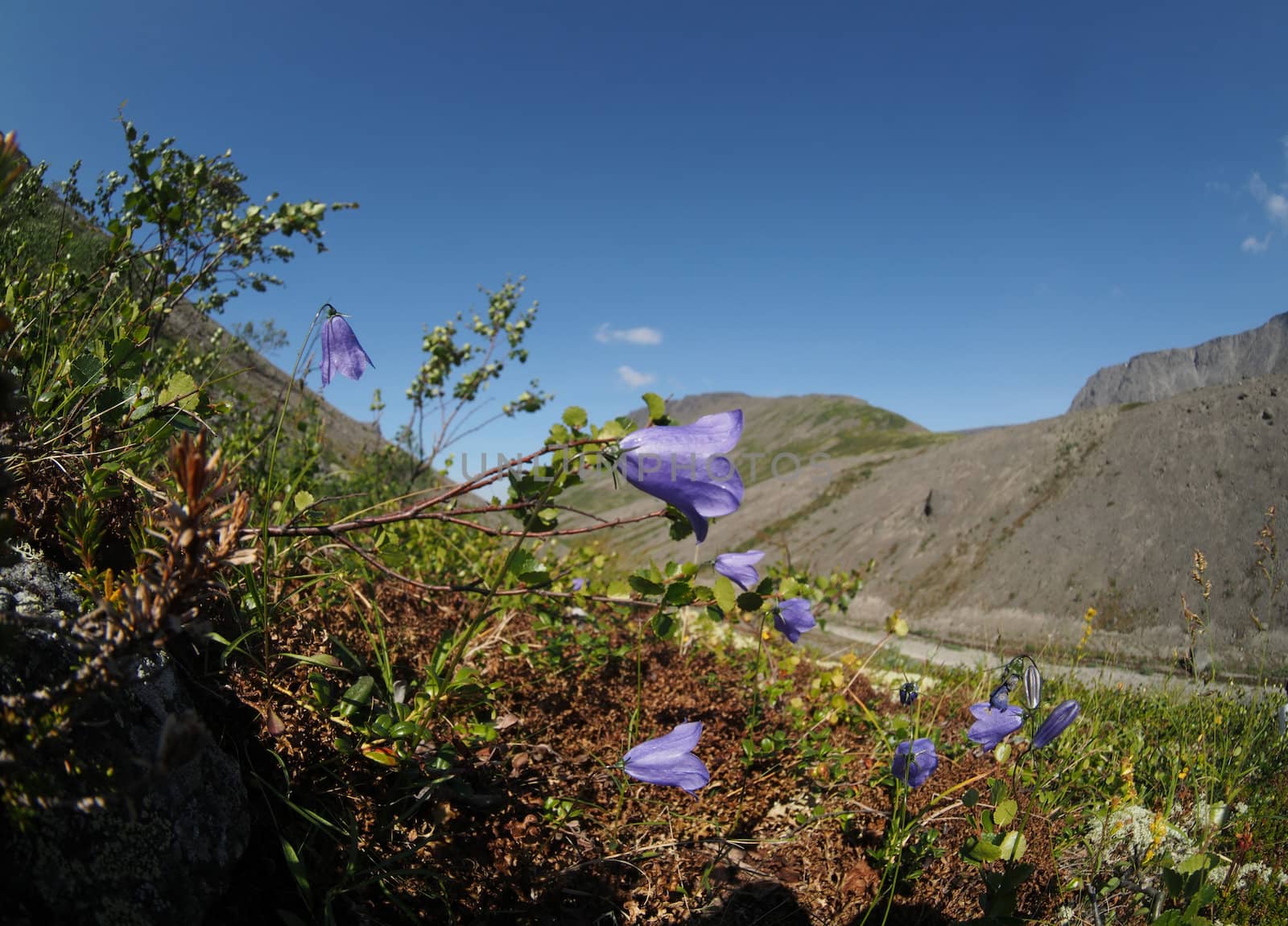 Bell flowers mountains