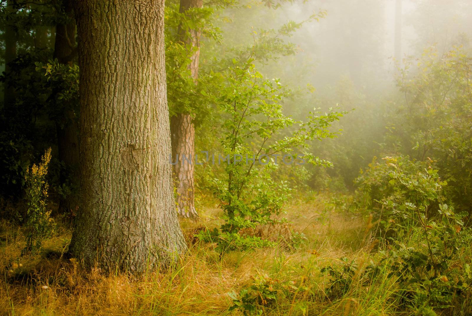Mist forest by Gucio_55