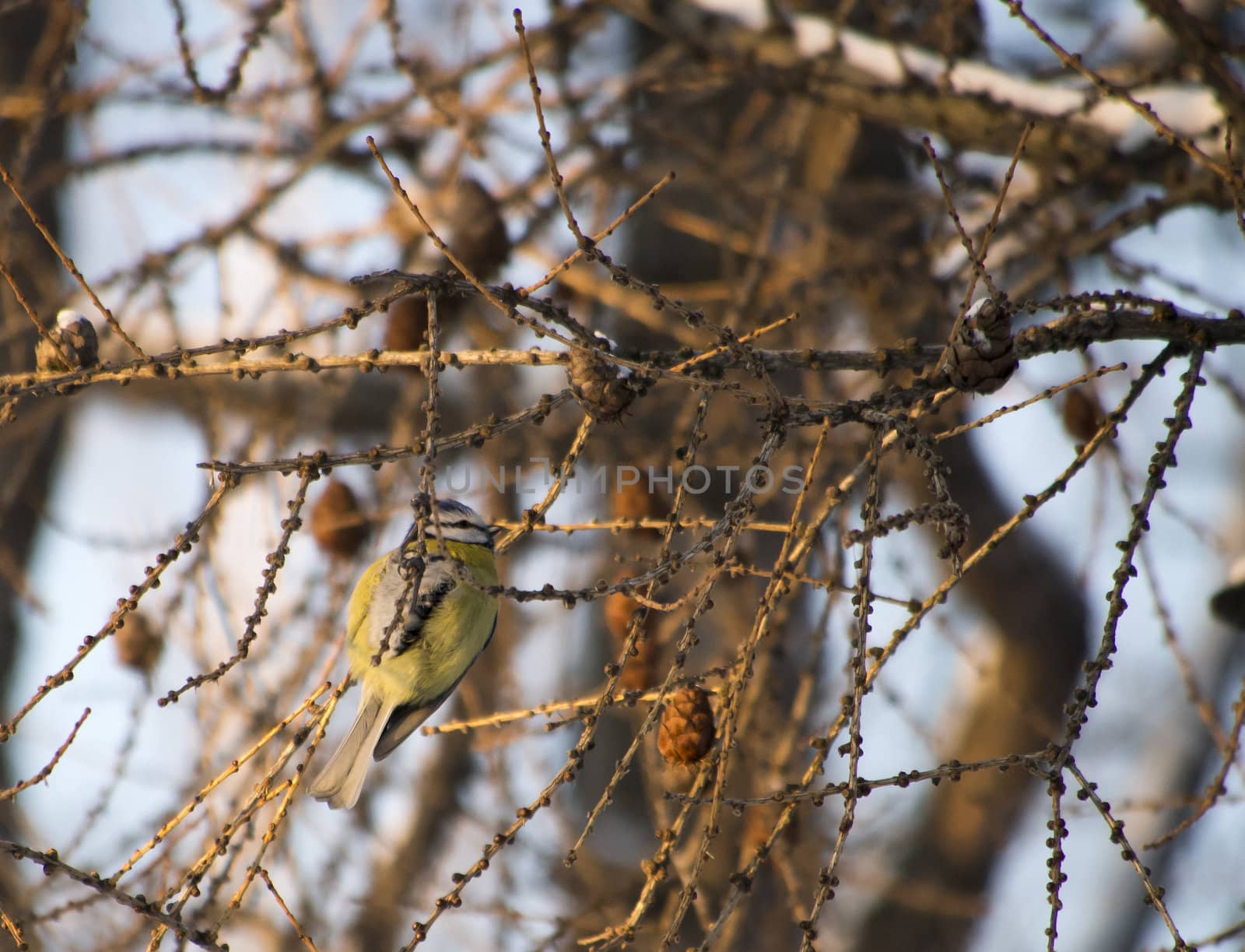 blue tit by Enskanto