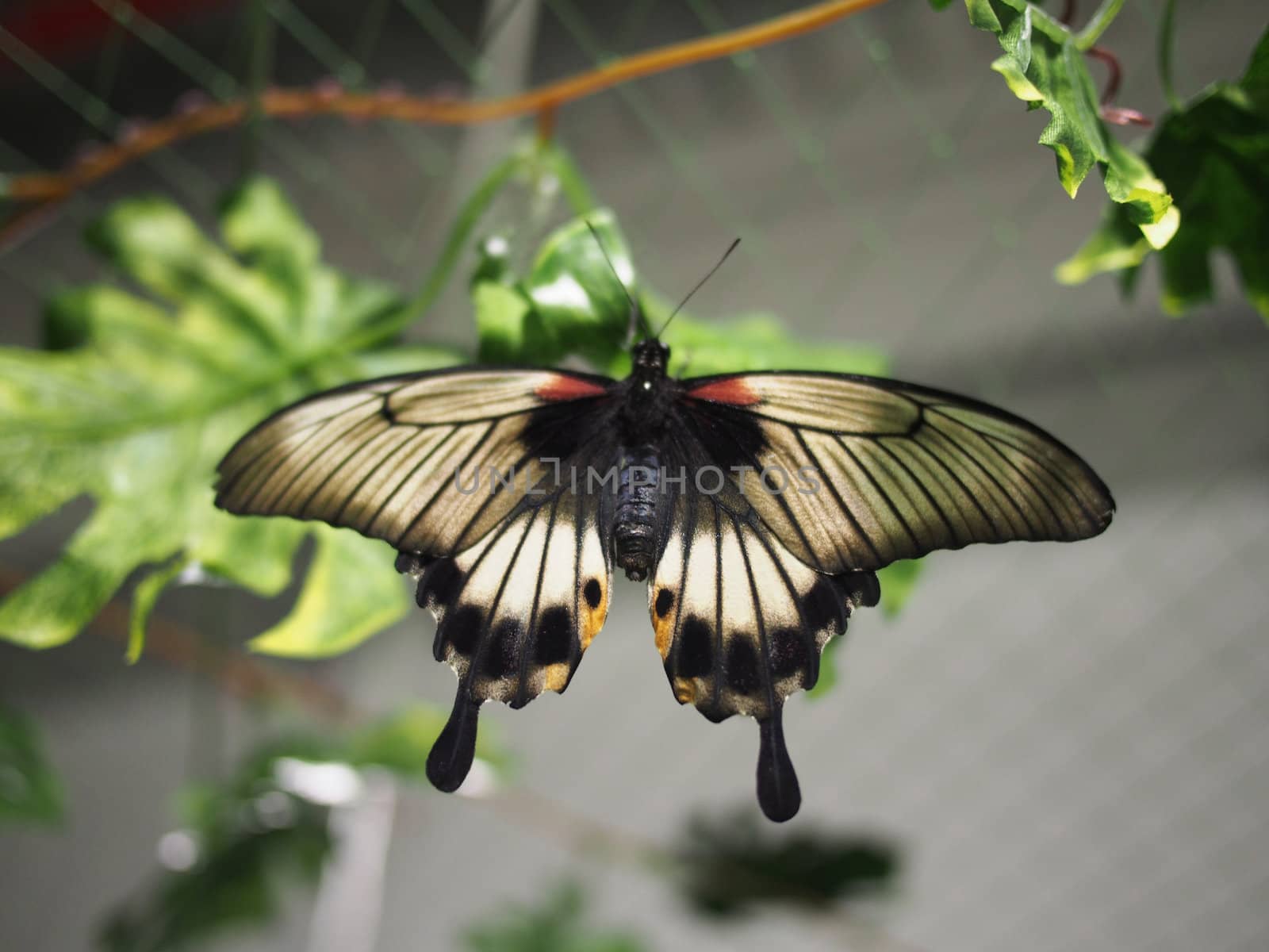 Tropical butterfly