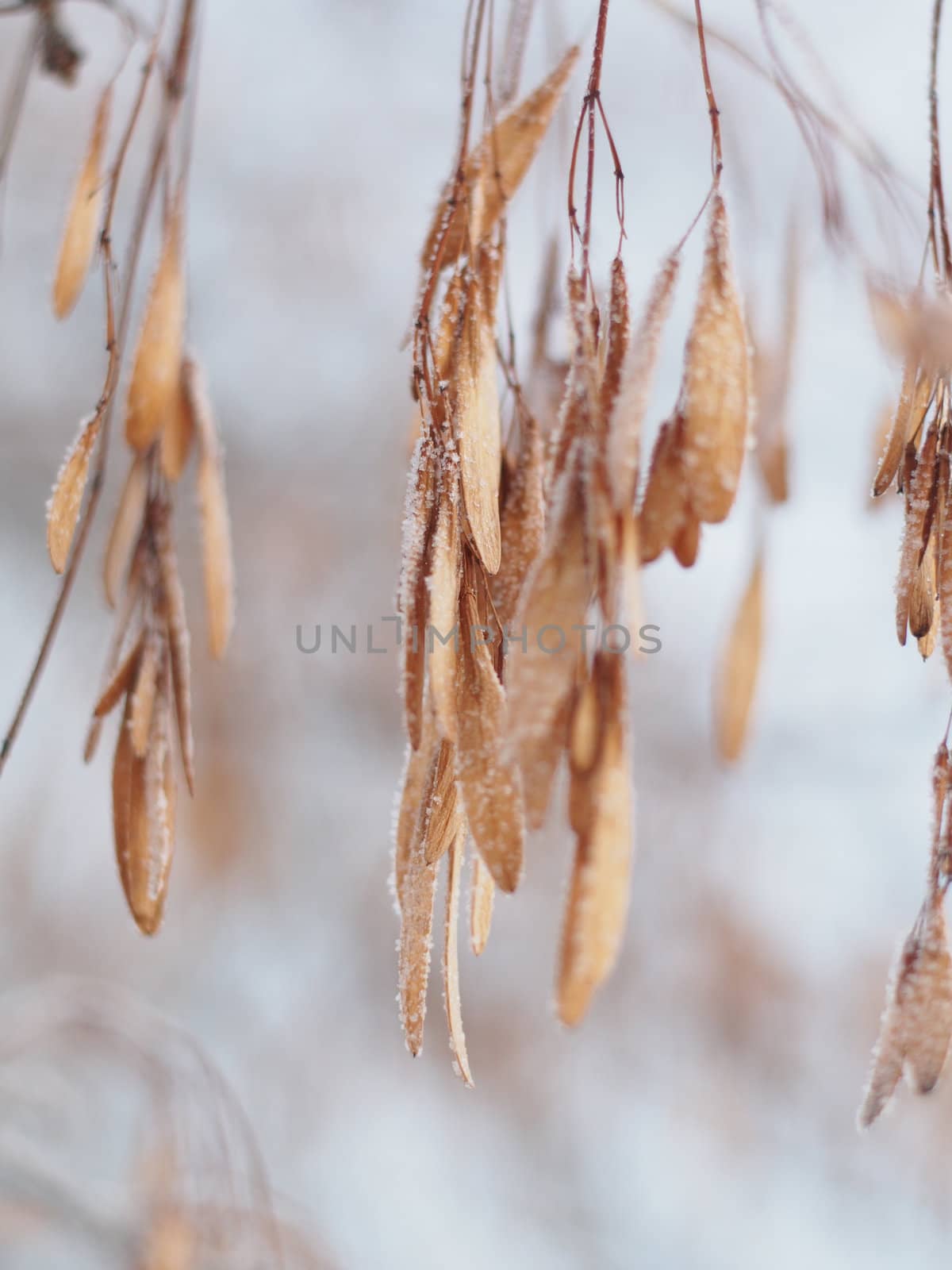 Ash seeds on branches in winter