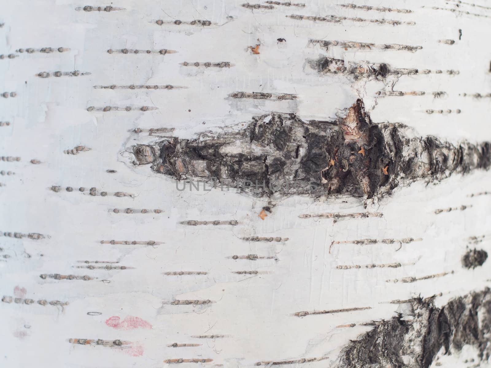 birch bark
