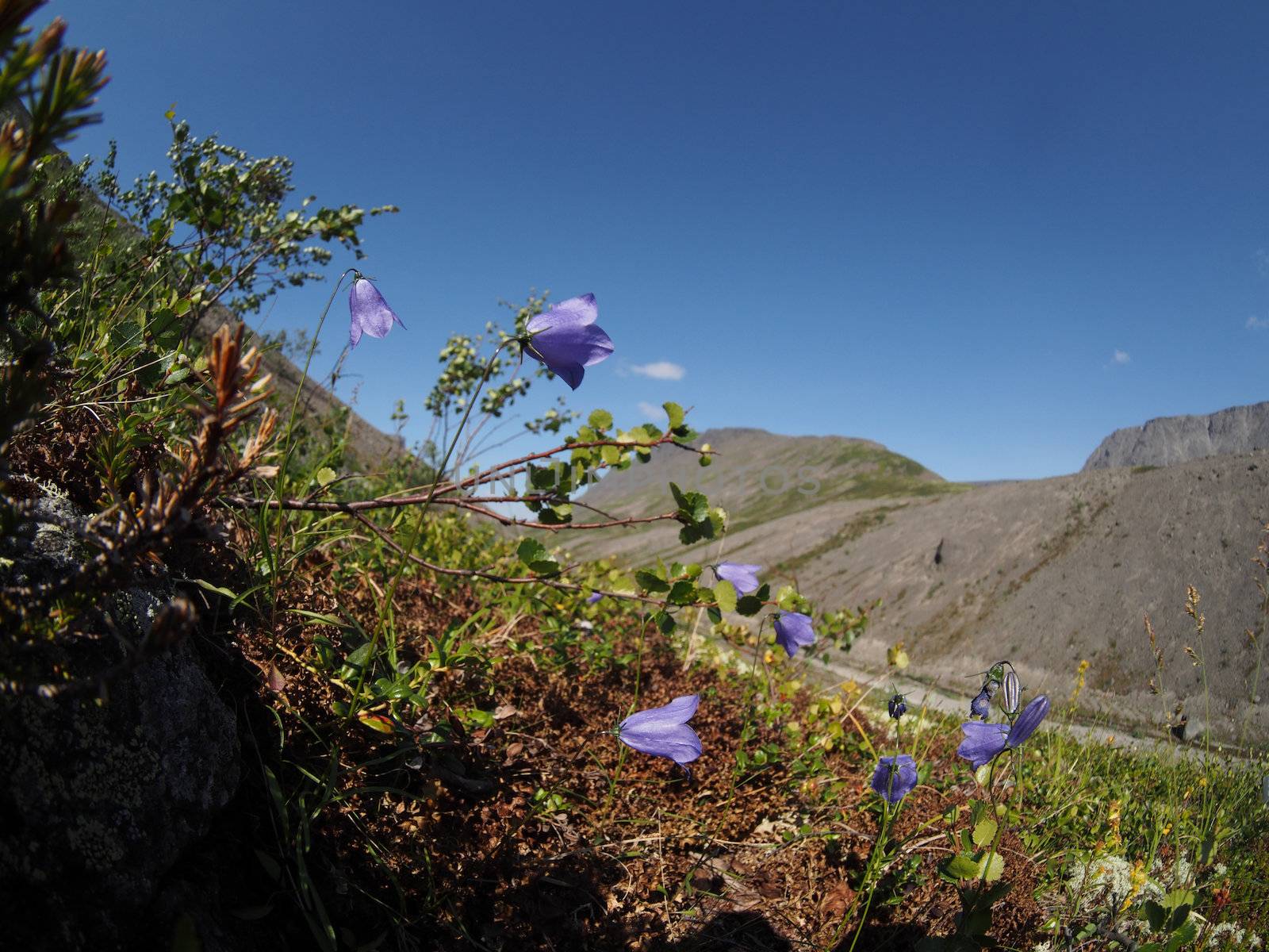 Bell flowers mountains