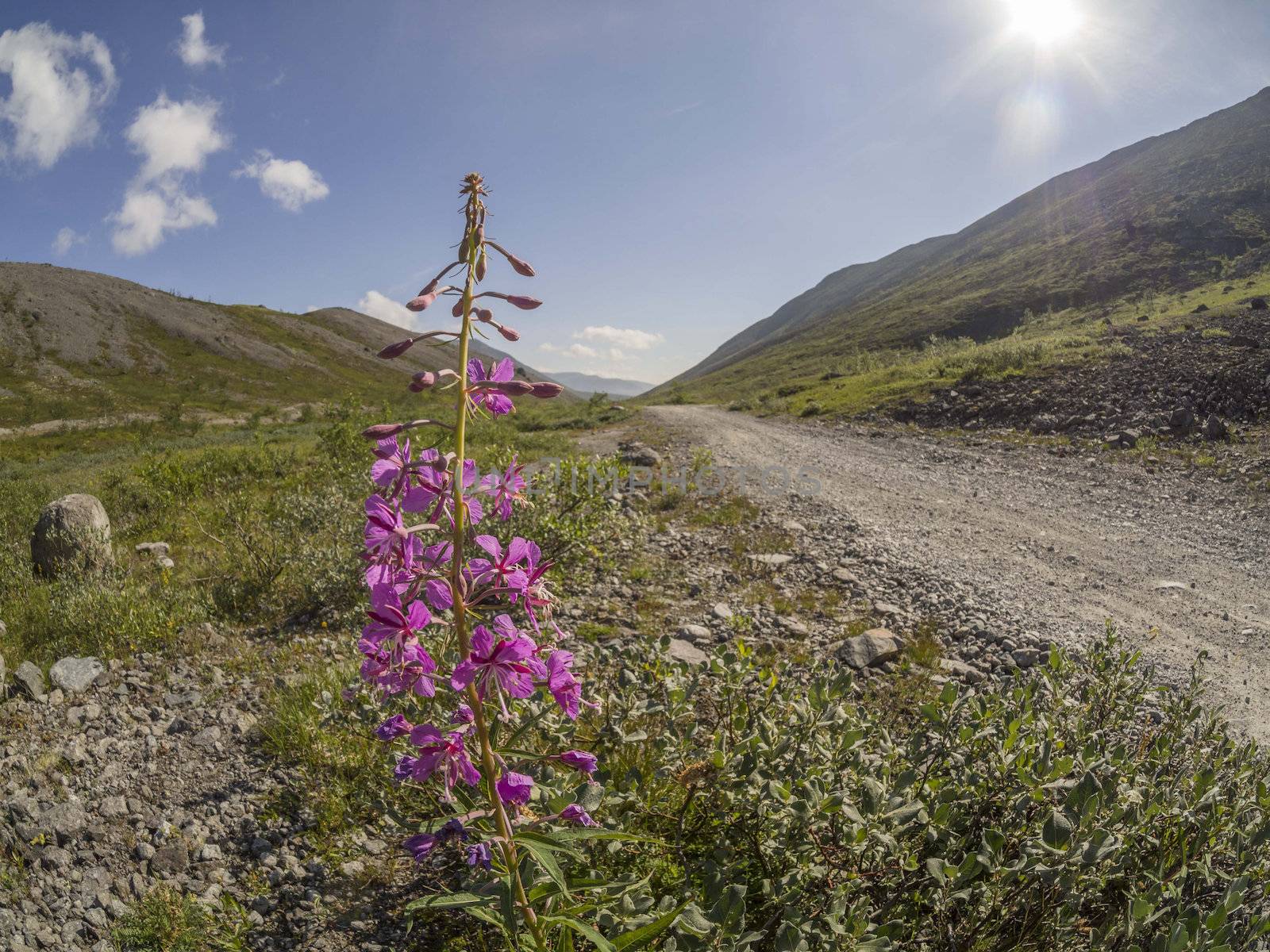 Flowers in the mountains