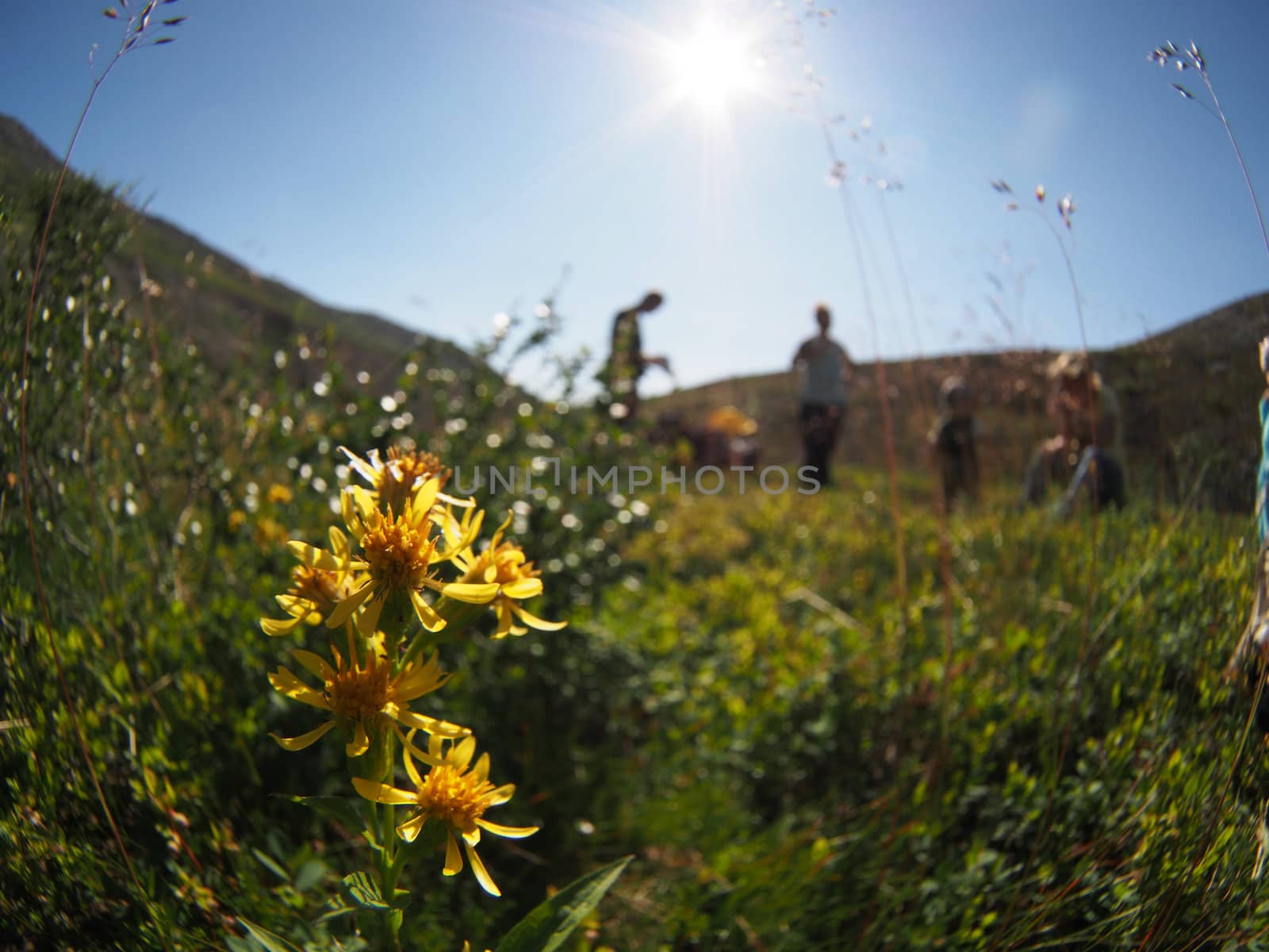 Goldenrod in the mountains