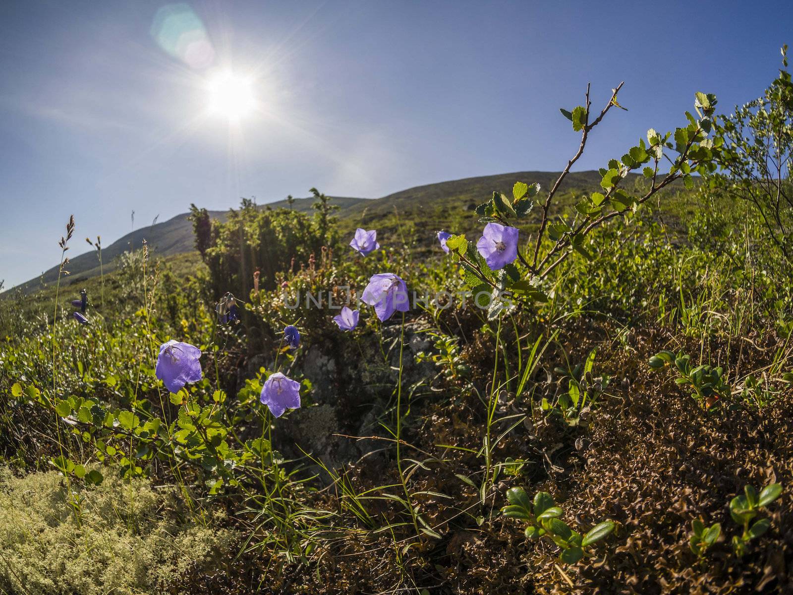 Flowers in the mountains