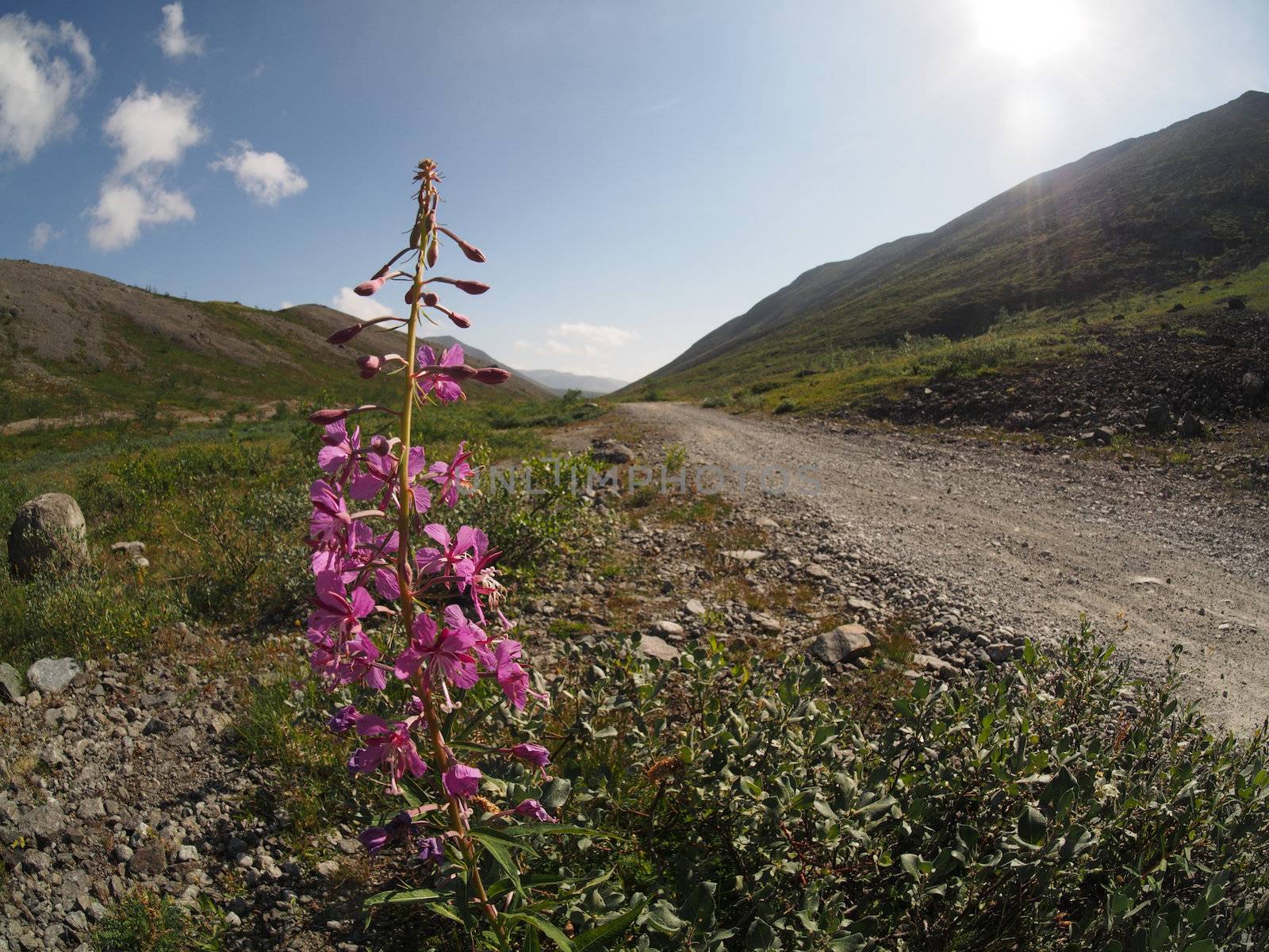 fireweed flower in the mountains