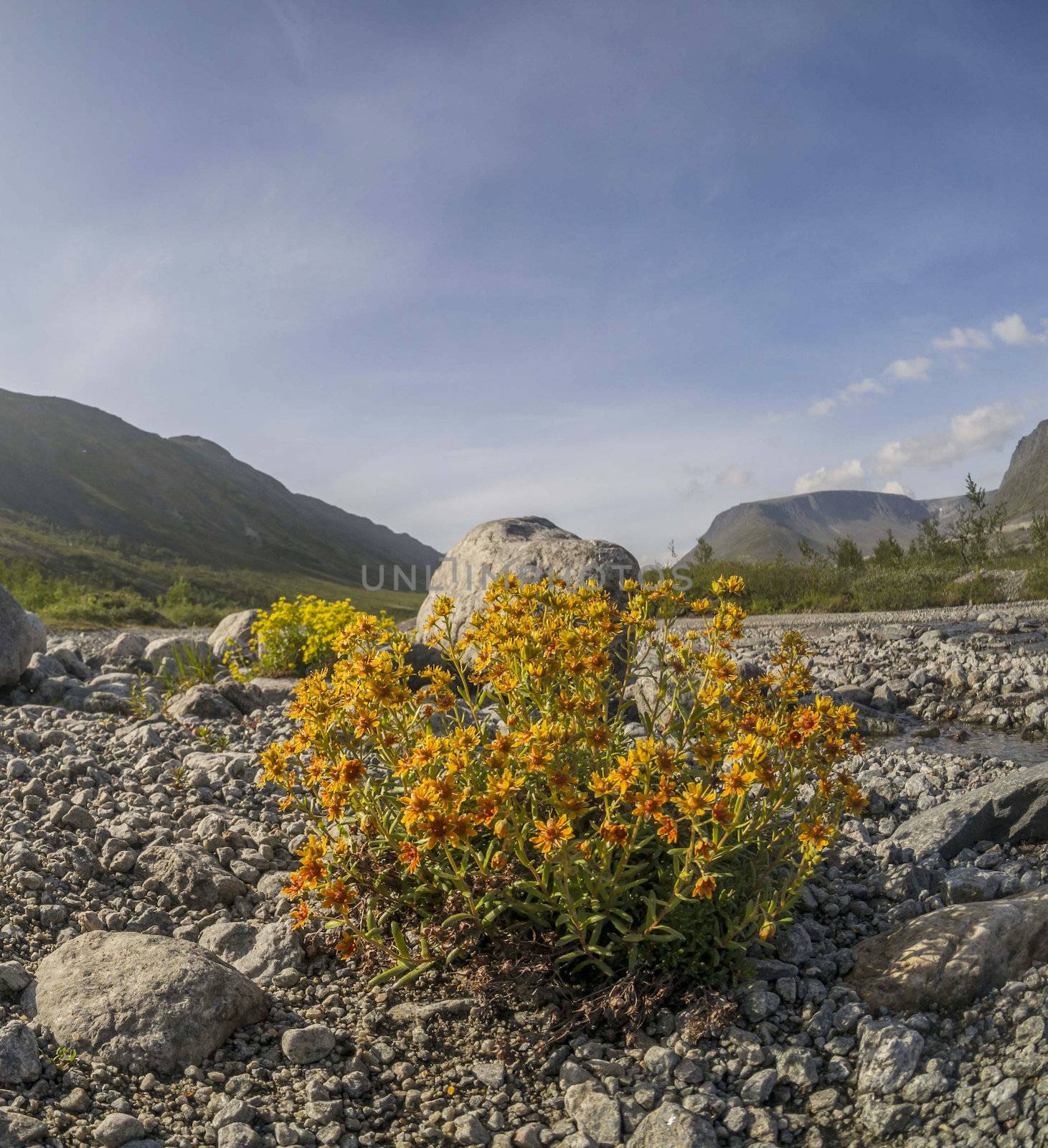 Flowers in the mountains