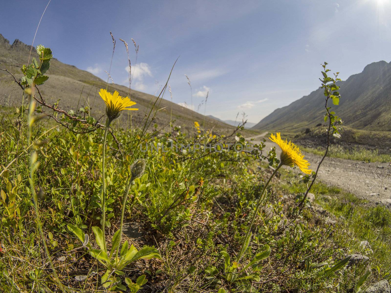 Flowers in the mountains