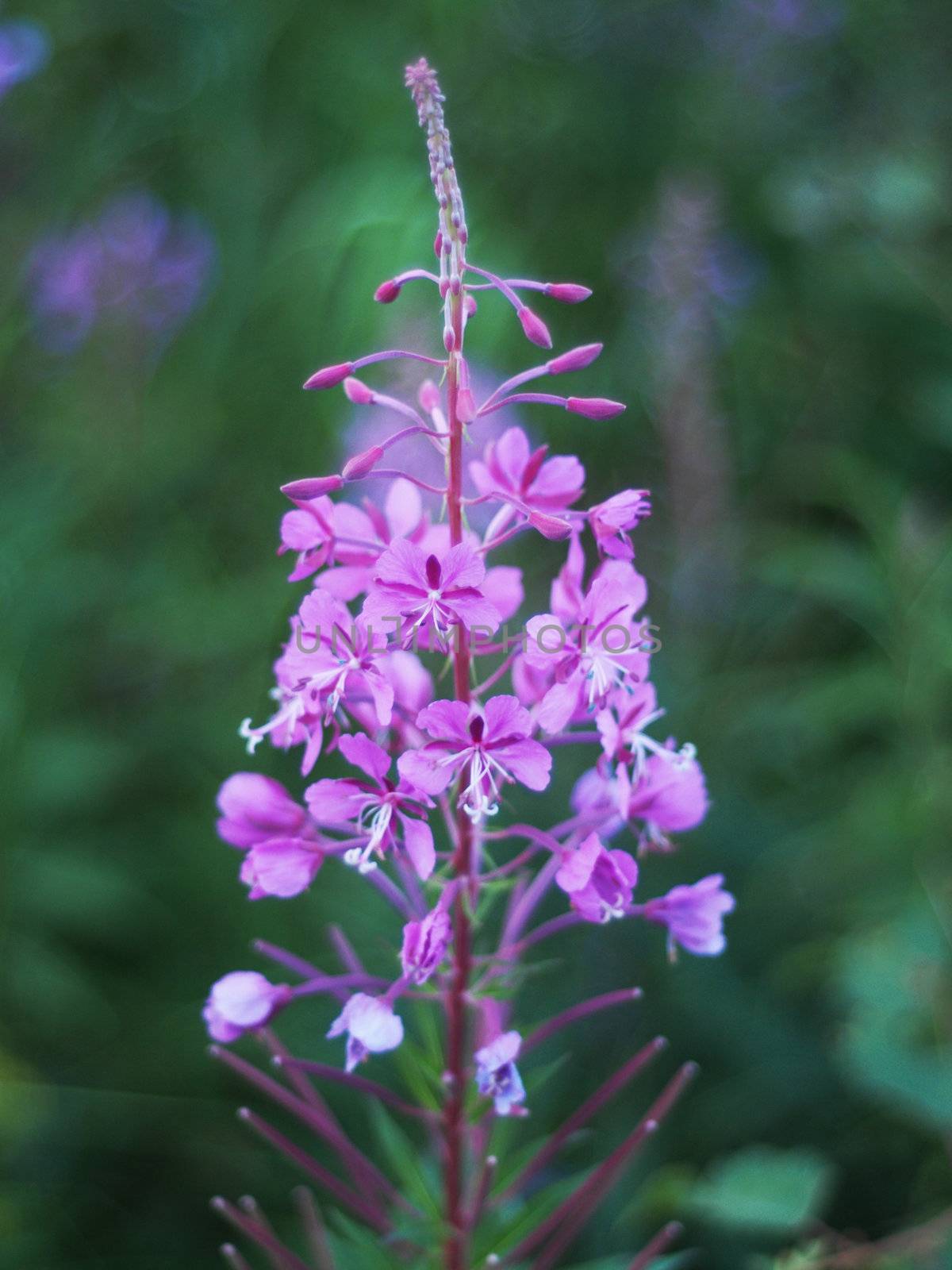 fireweed flower in the mountains