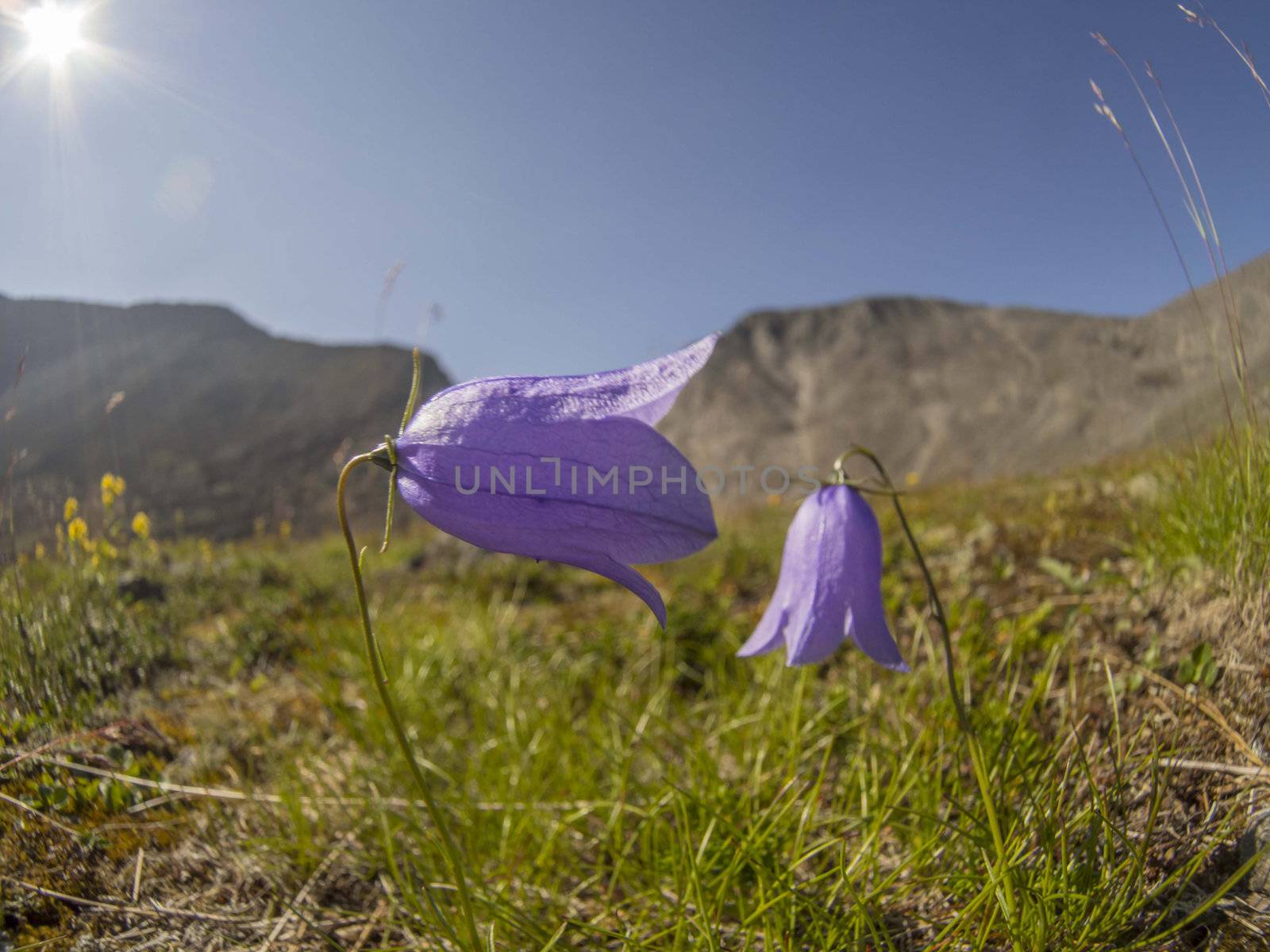 Flowers in the mountains
