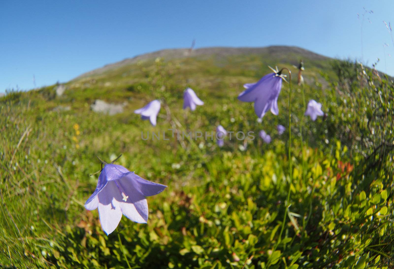 Bell flowers mountains