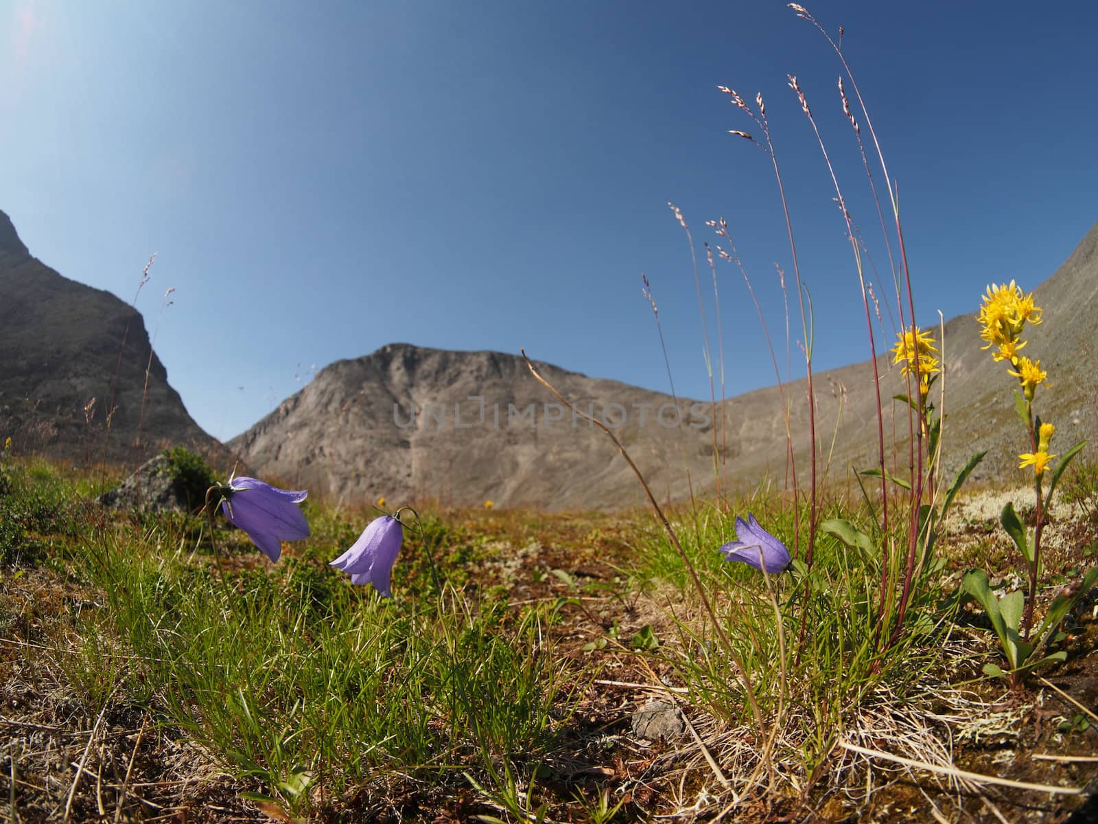 Bell flowers mountains